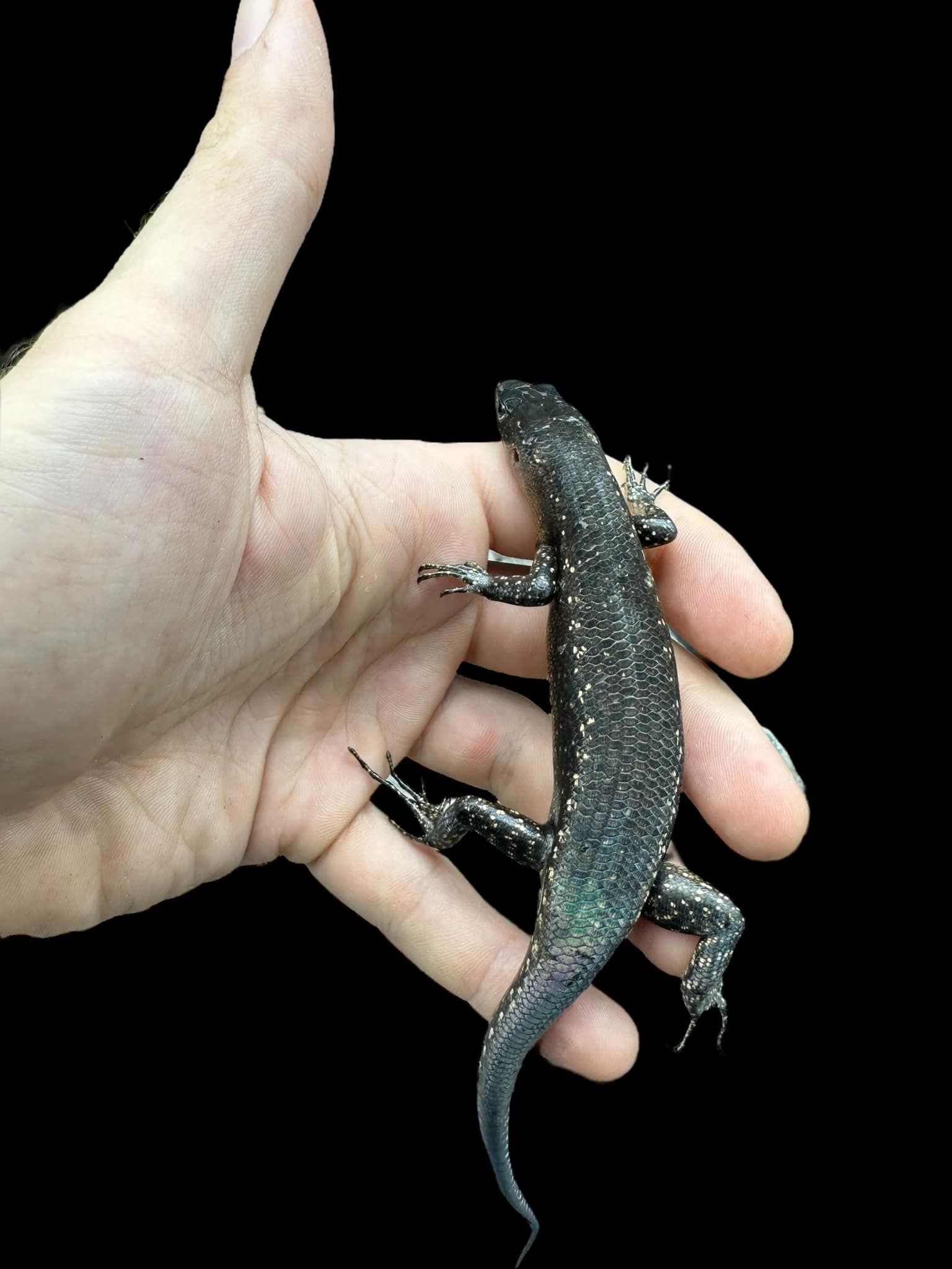 Black Tree Skink