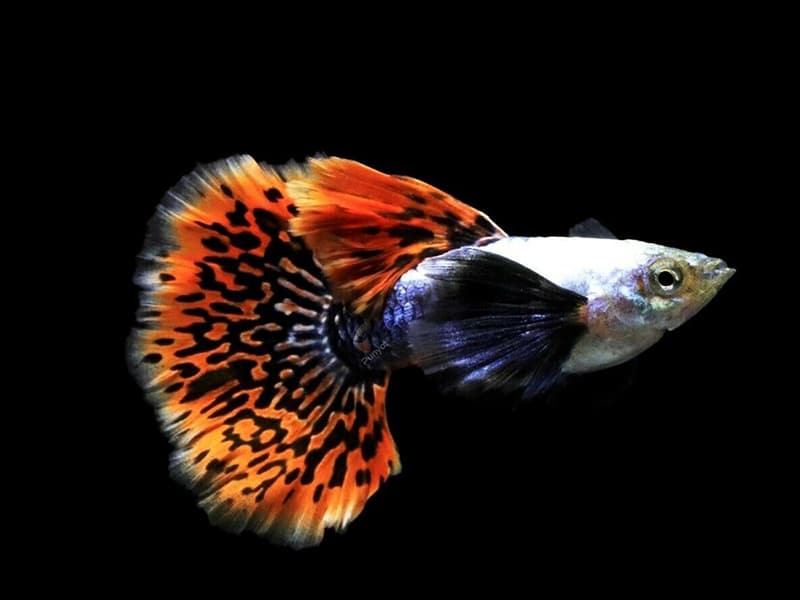 Dumbo Red Mosaic Guppies (Males Only)