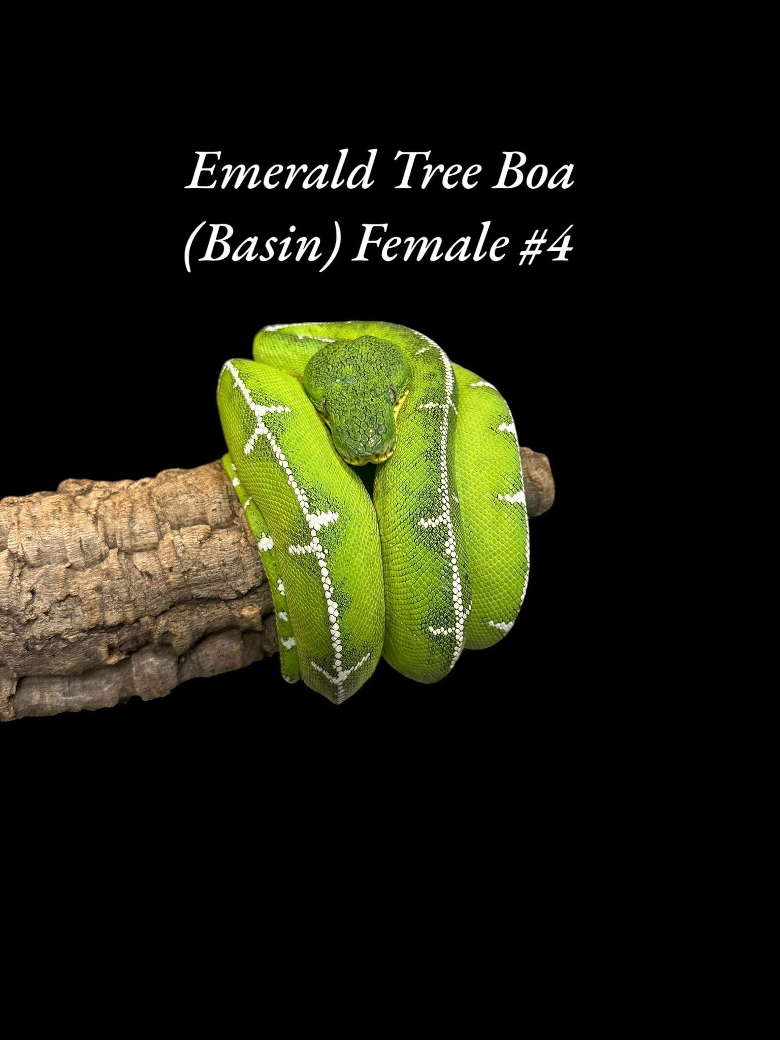 Emerald Tree Boa (Basin)