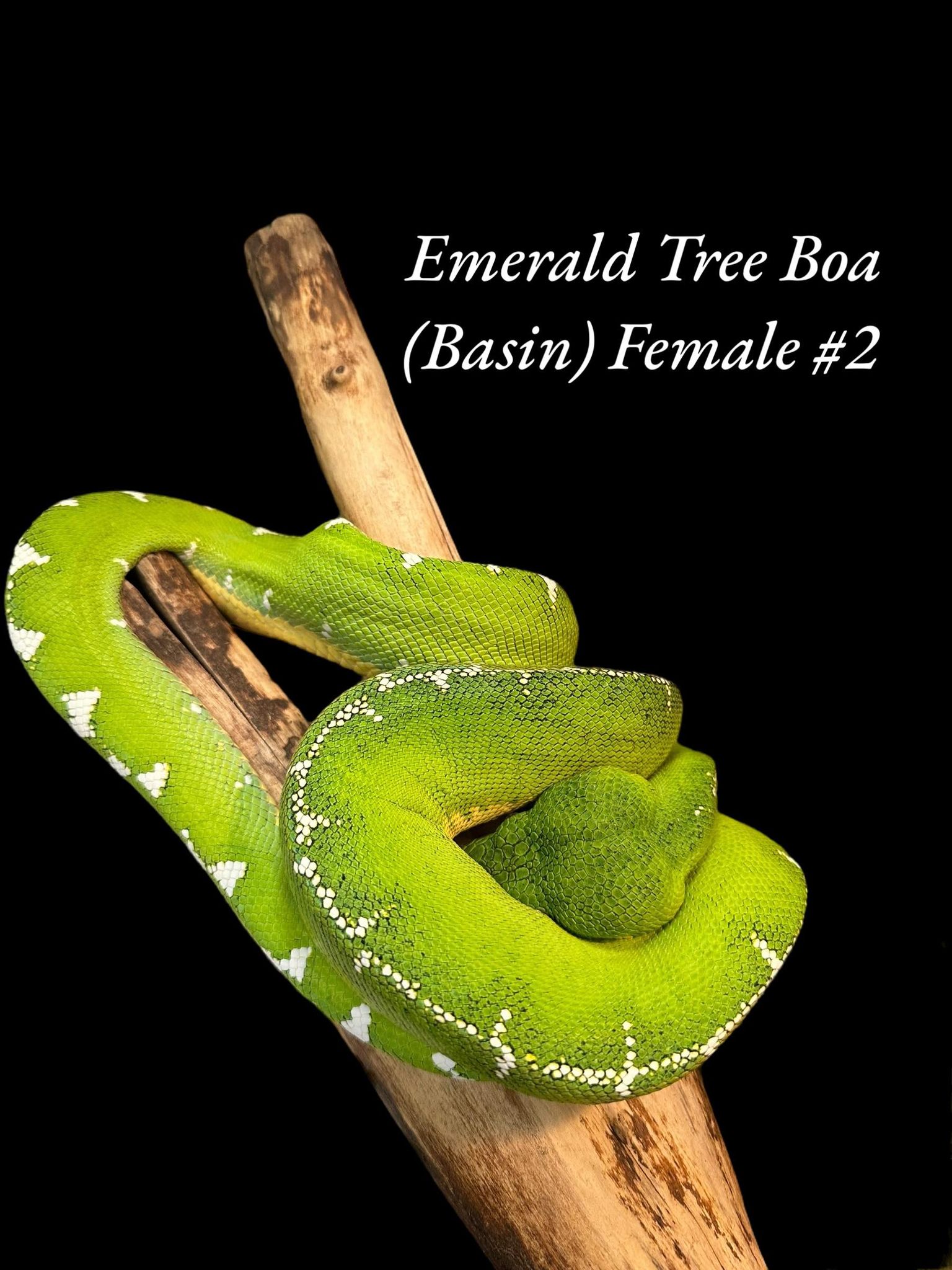 Emerald Tree Boa (Basin)