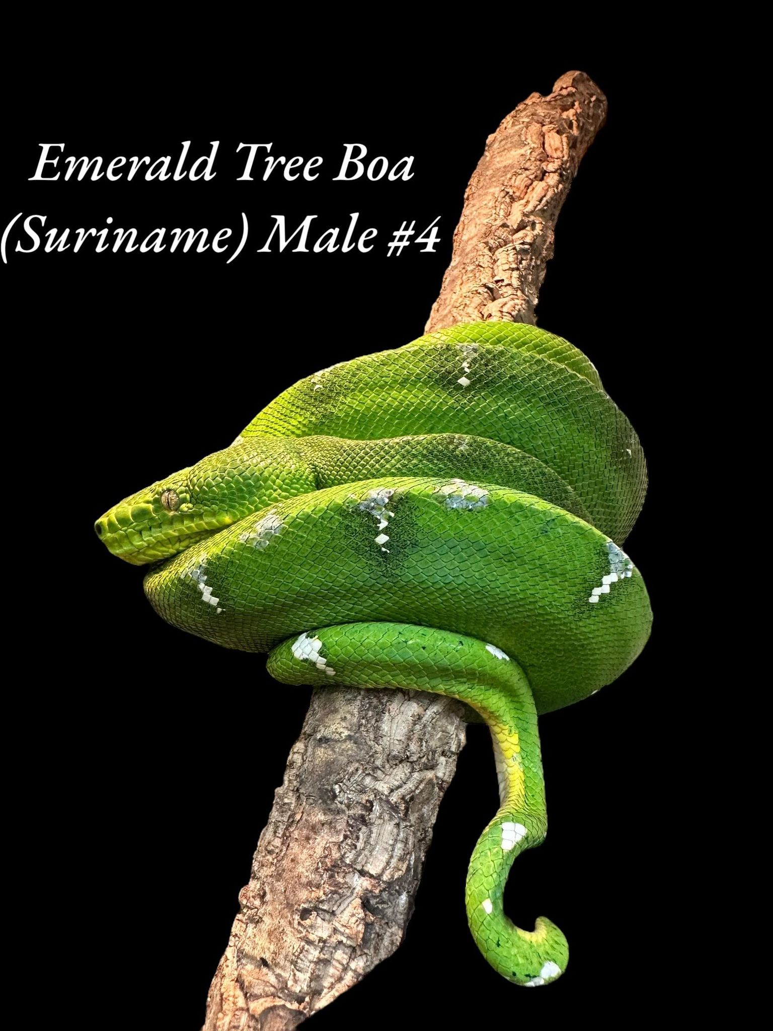 Emerald Tree Boa (Suriname)