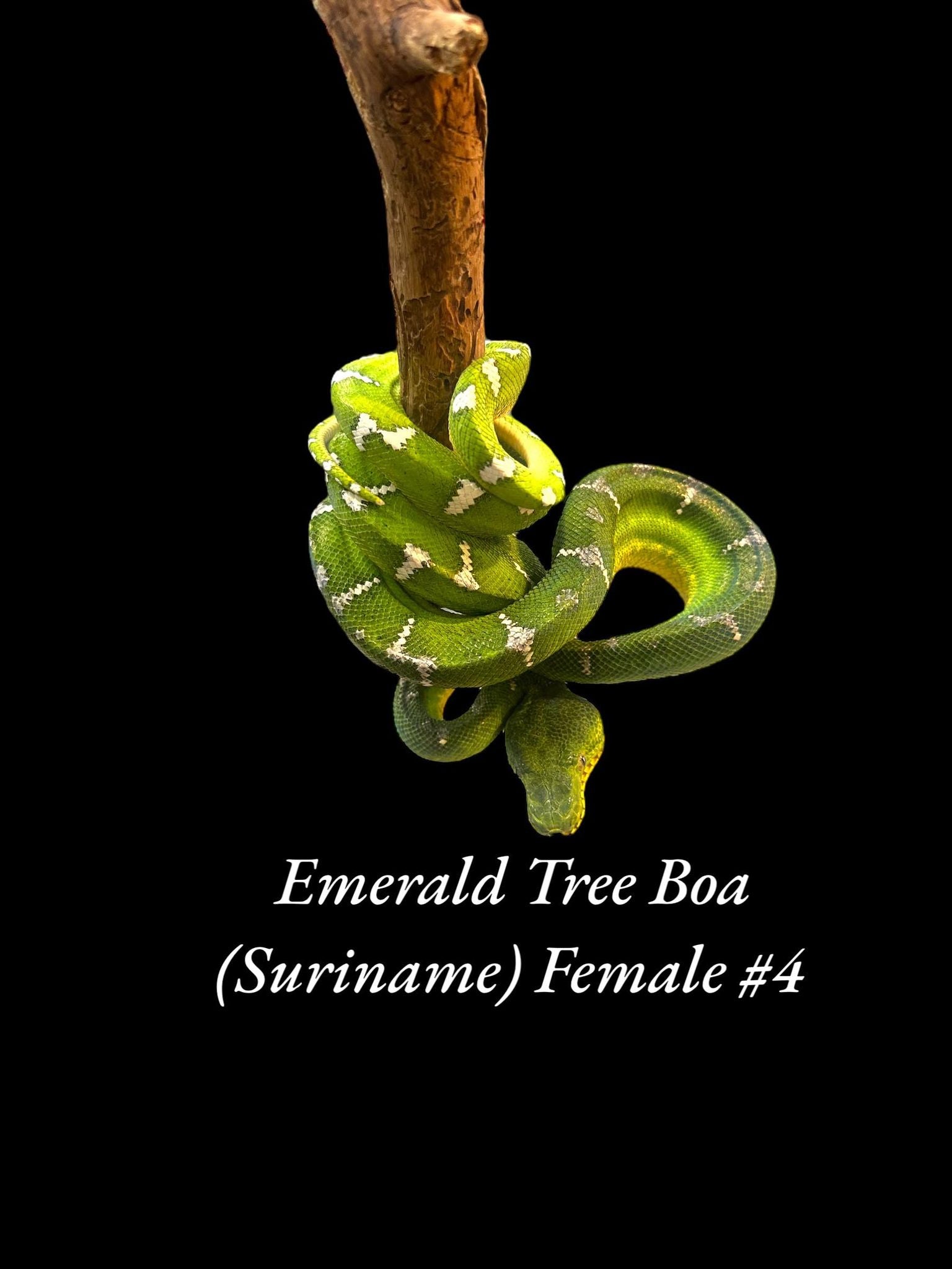 Emerald Tree Boa (Suriname)