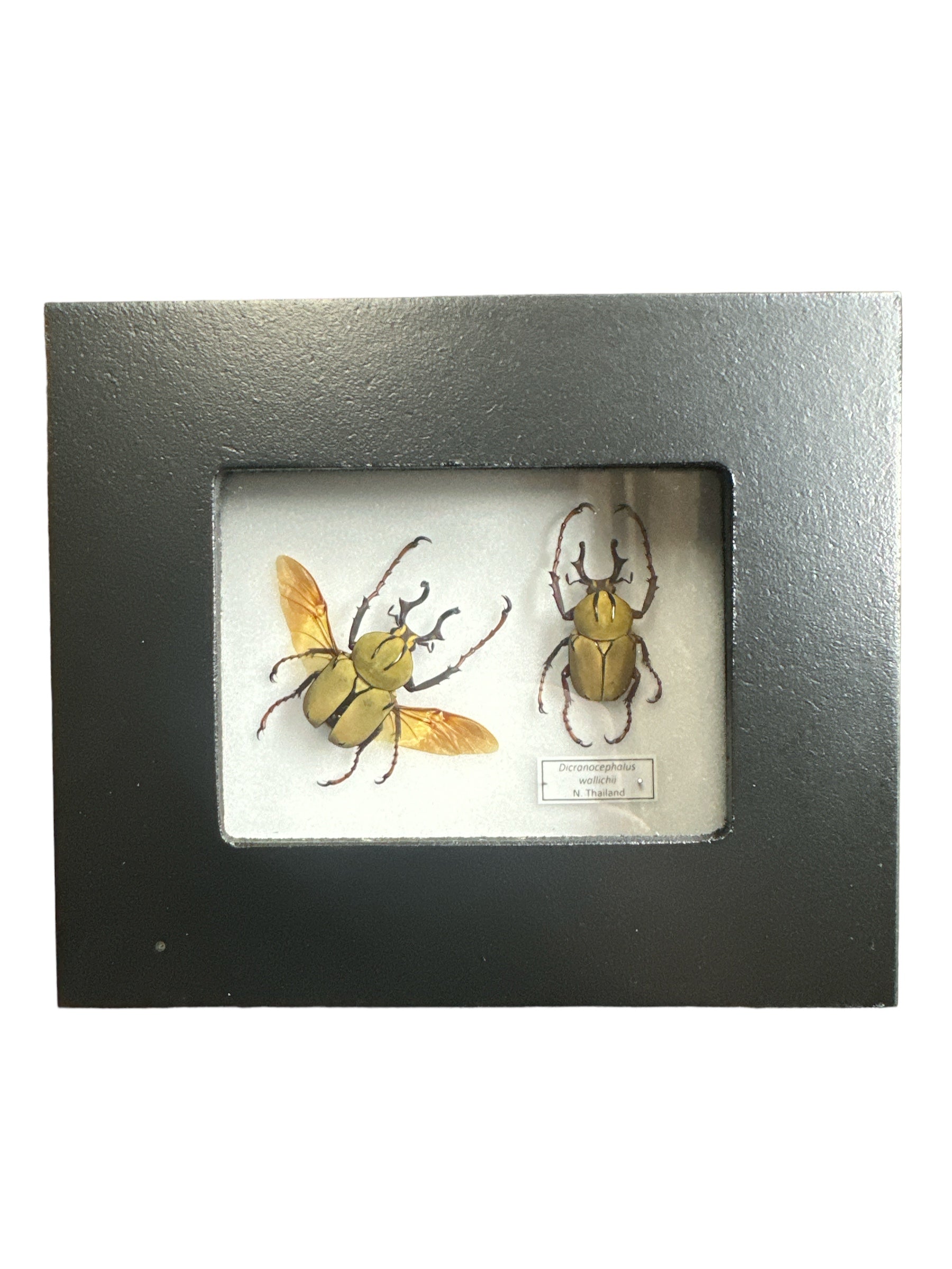 Reindeer Beetle X2 (Dicranocephalus wallichii) - 2x3" Frame