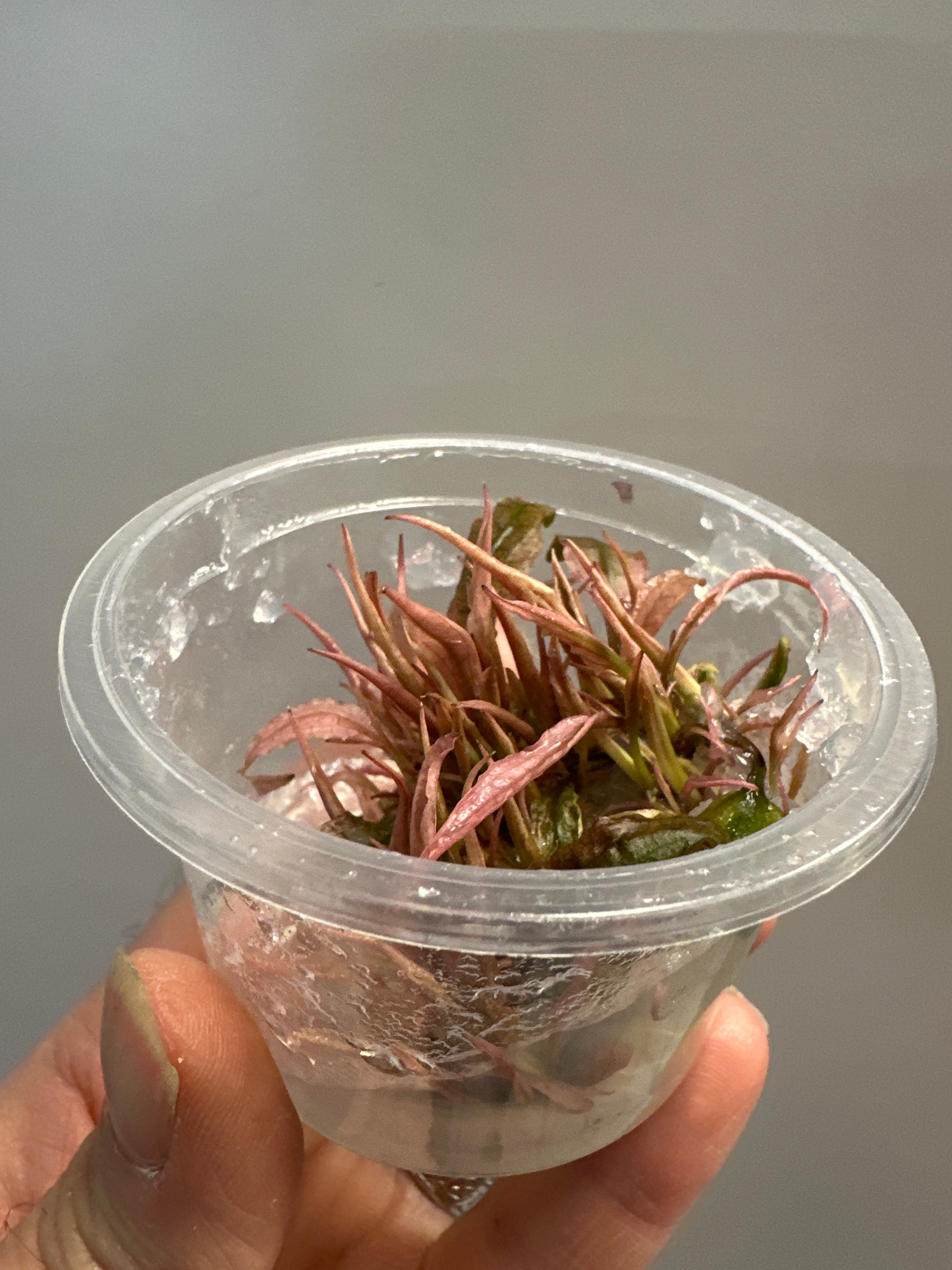 Cryptocoryne wendti Flamingo TC