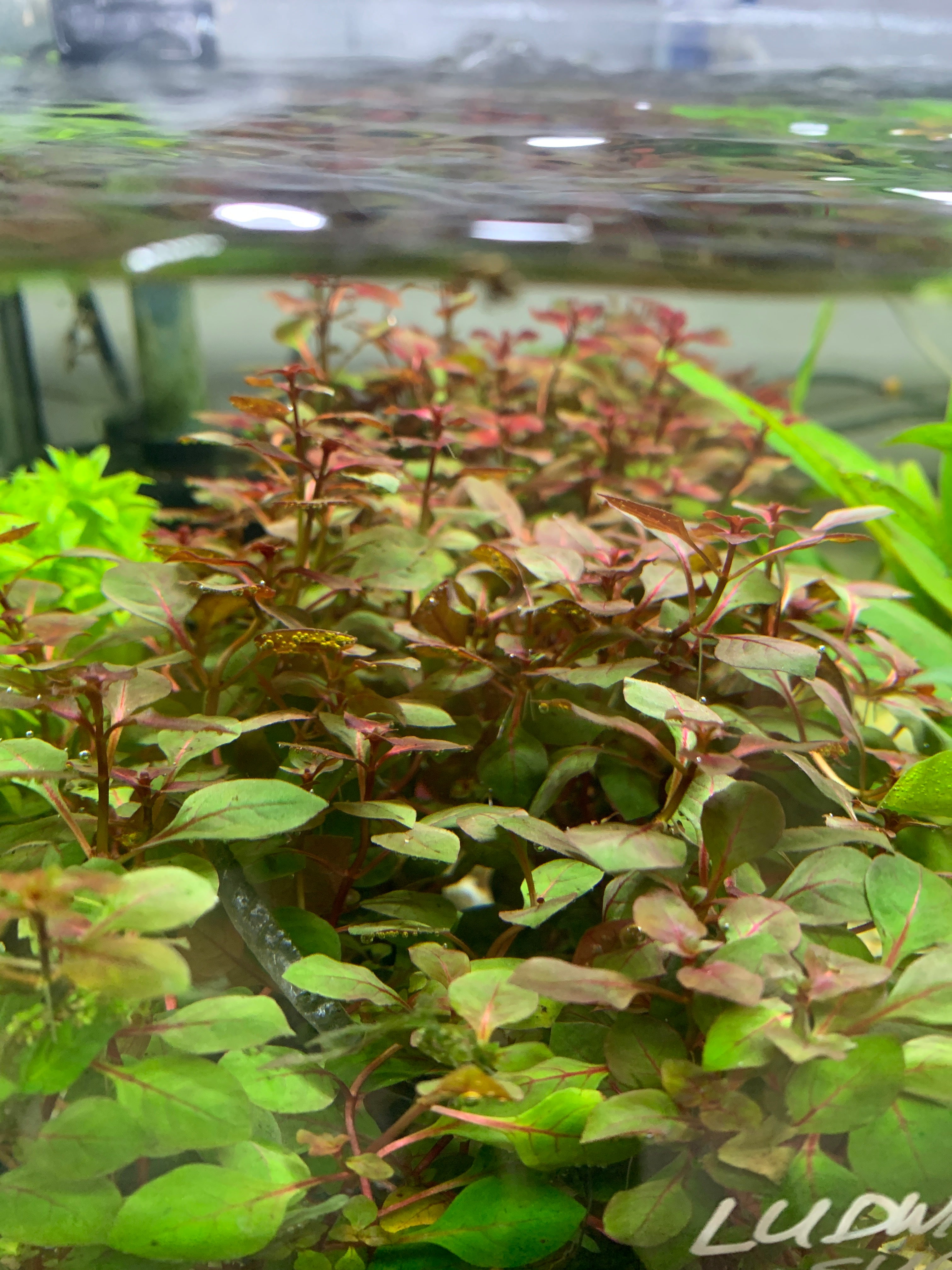 Ludwigia palustris 'Super Red'