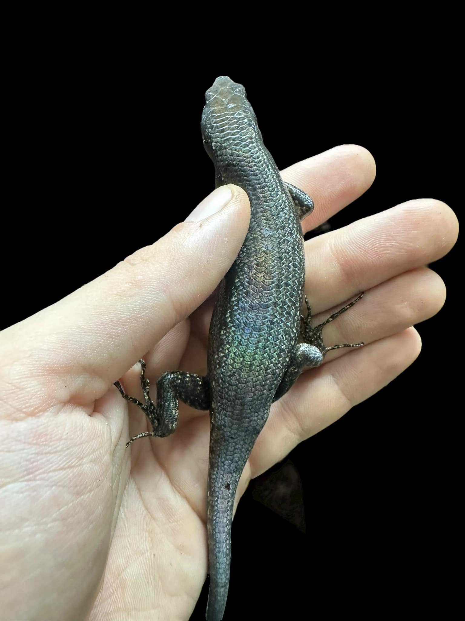 Black Tree Skink