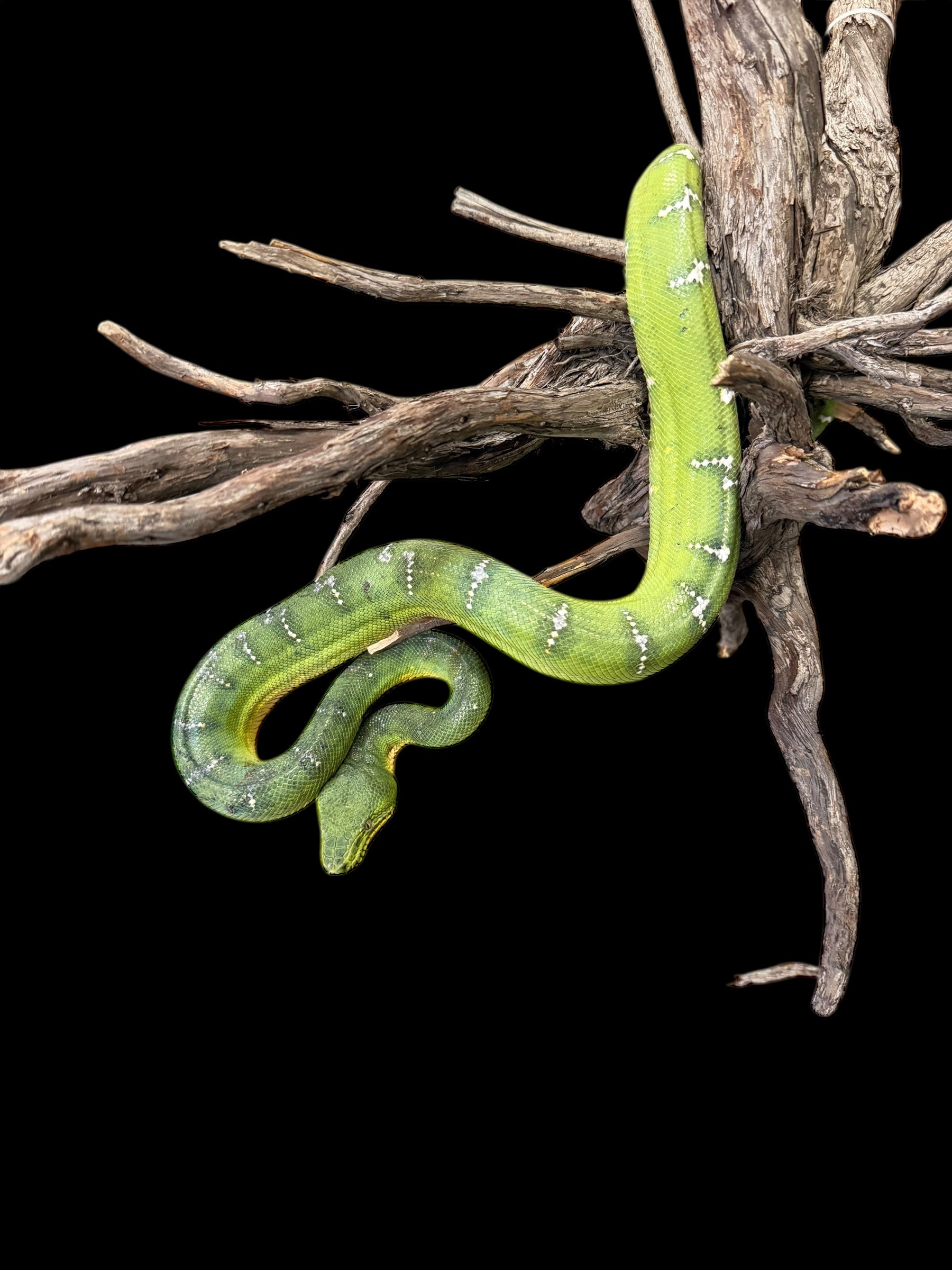 Emerald Tree Boa (Guyana)