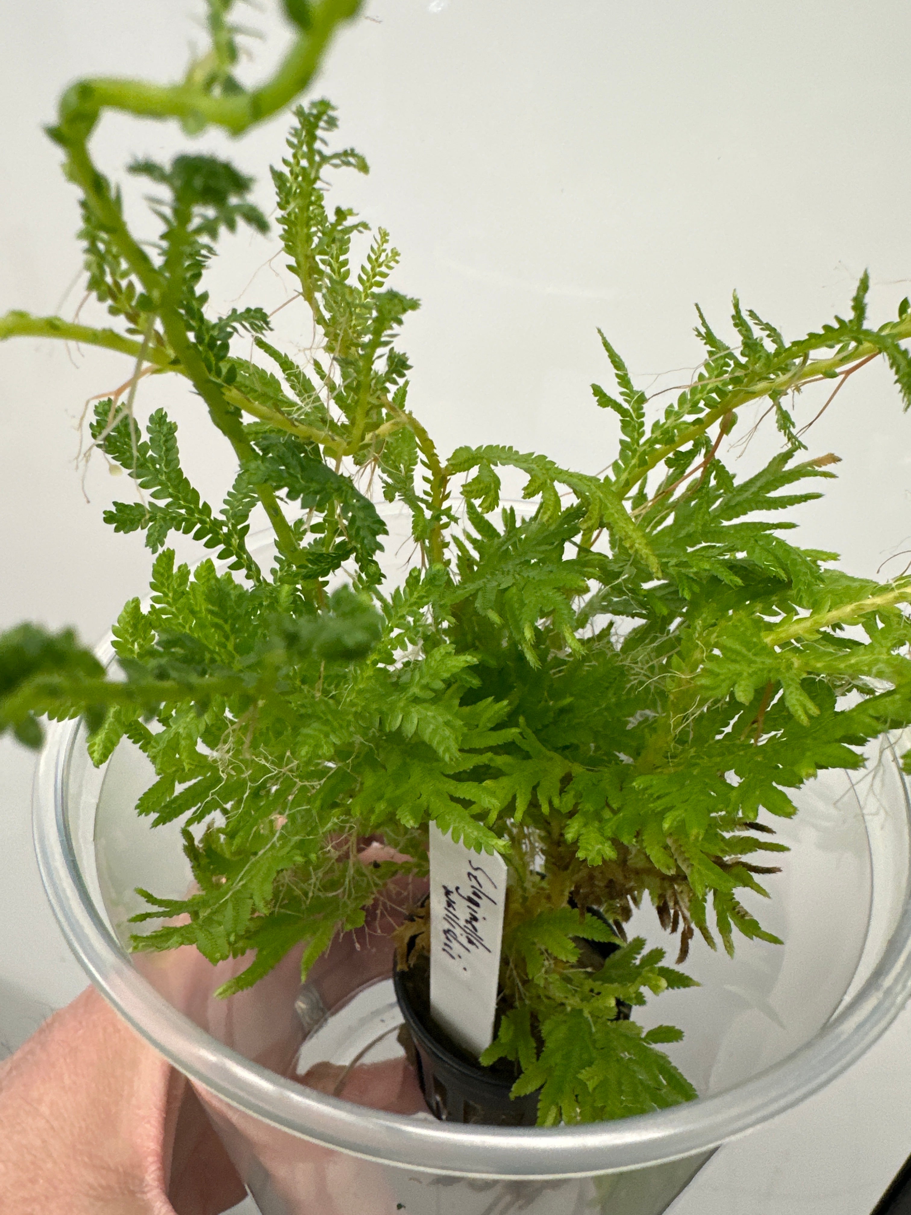 Selaginella wallichii