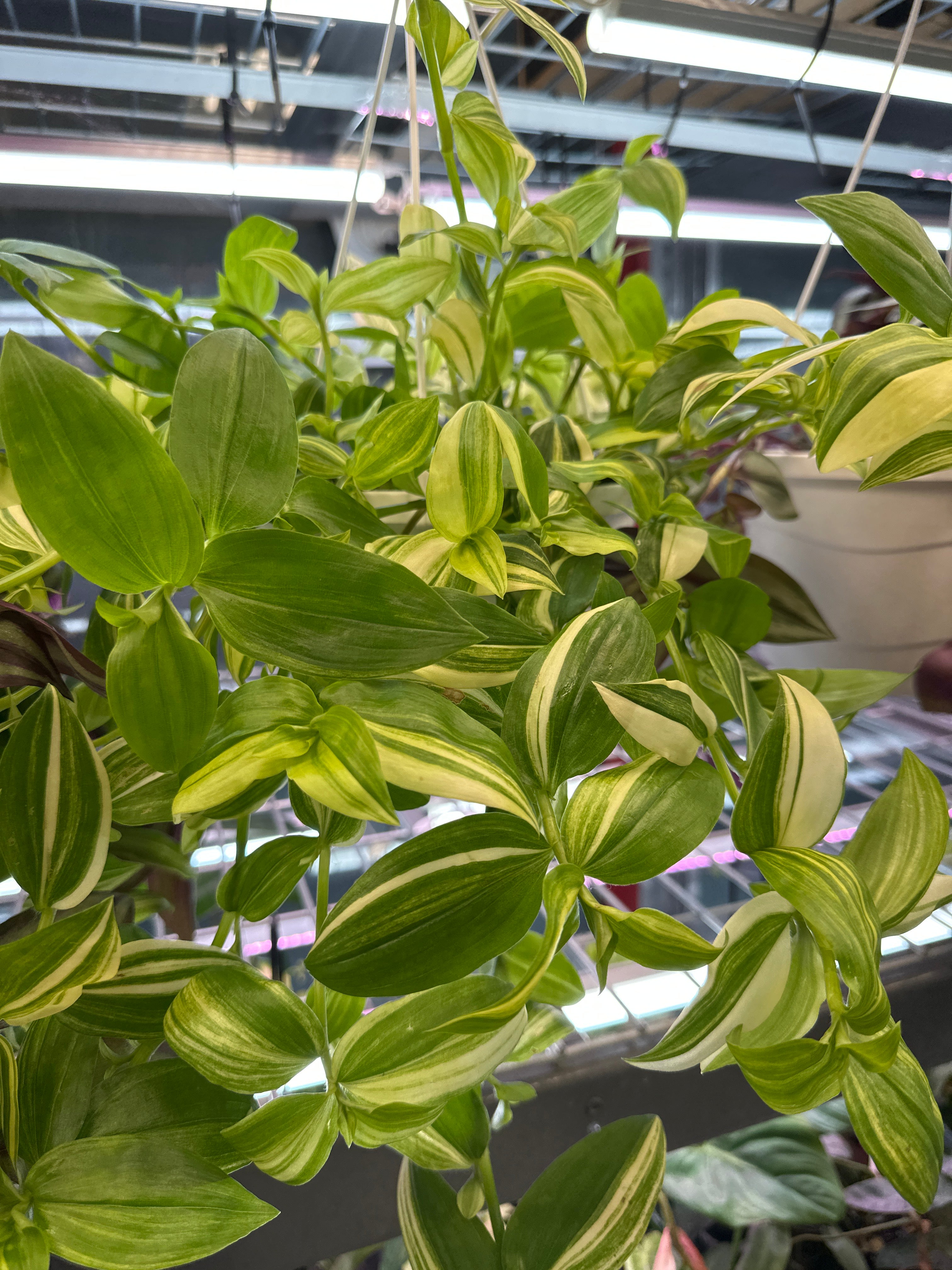 Tradescantia multicolour discolor