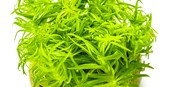 Tropica Pogostemon deccanensis 1-2-Grow (Copy)