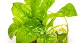 Tropica Echinodorus grisebachii 'Tropica' 1-2- Grow