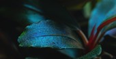 Tropica Bucephalandra sordida "Blue"