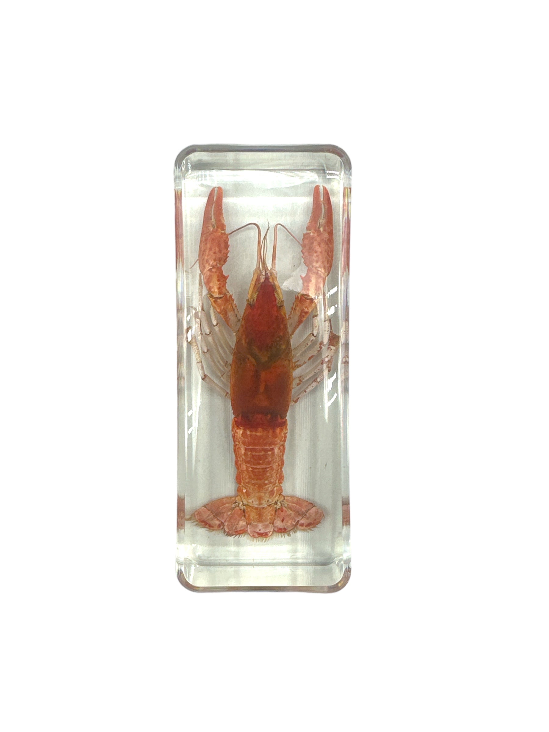 Crayfish - Specimen In Resin