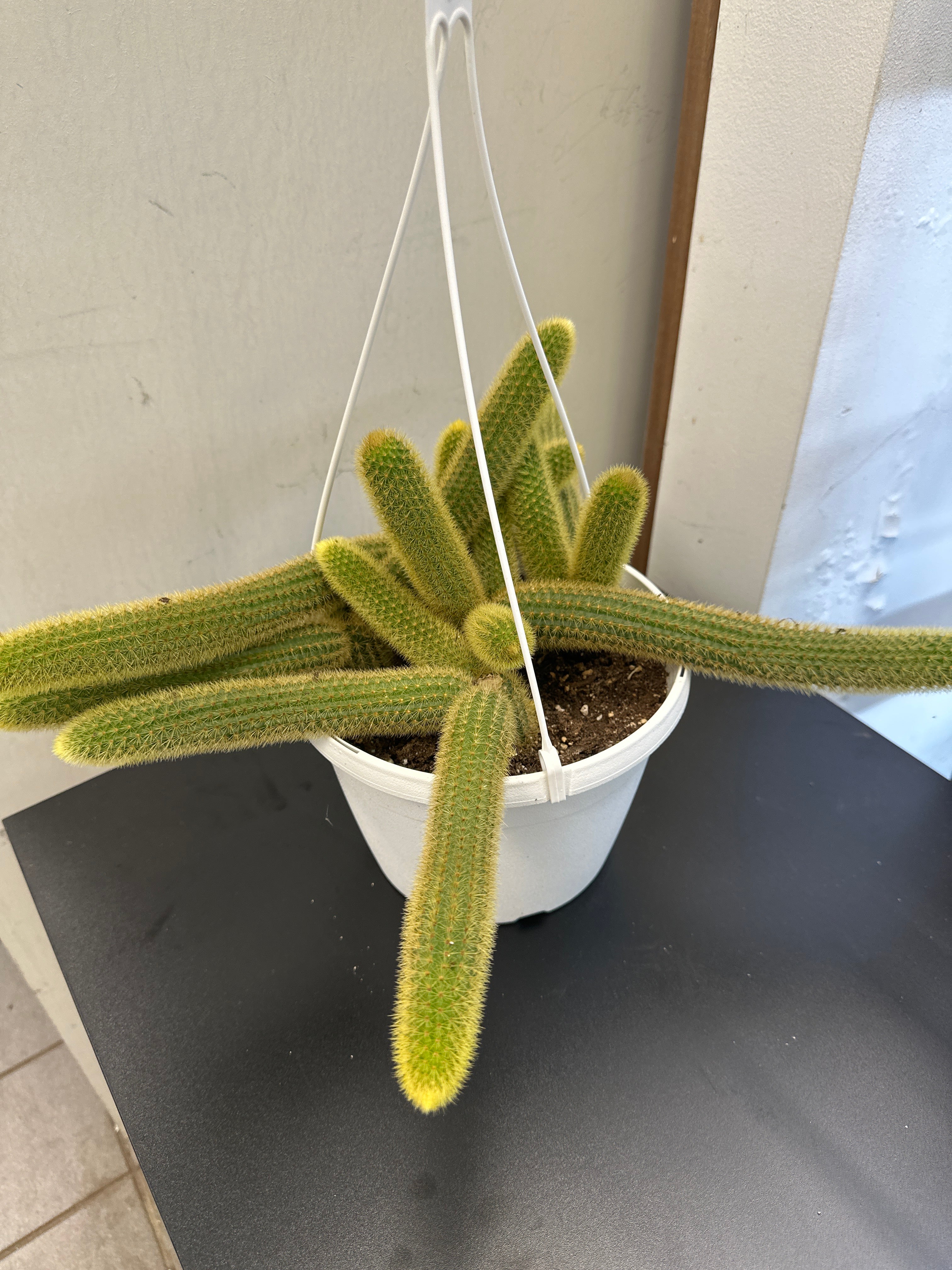 Monkey Tail Cactus