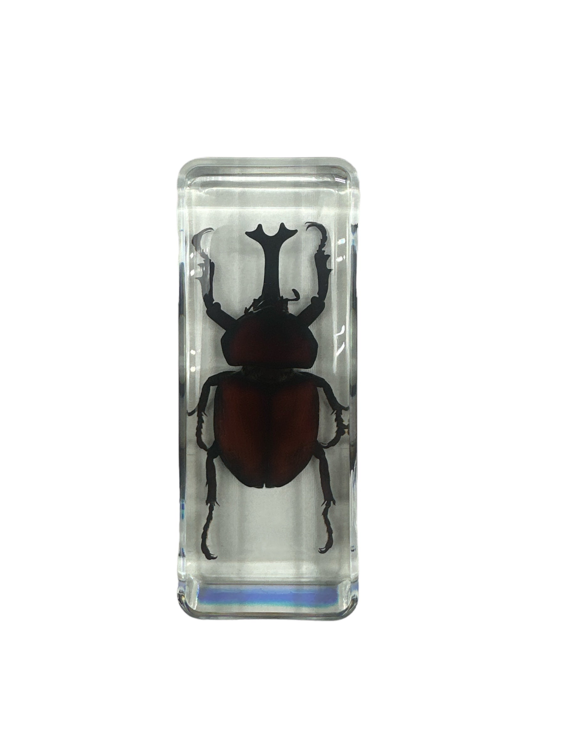 Giant Unicorn Beetle - Specimen In Resin