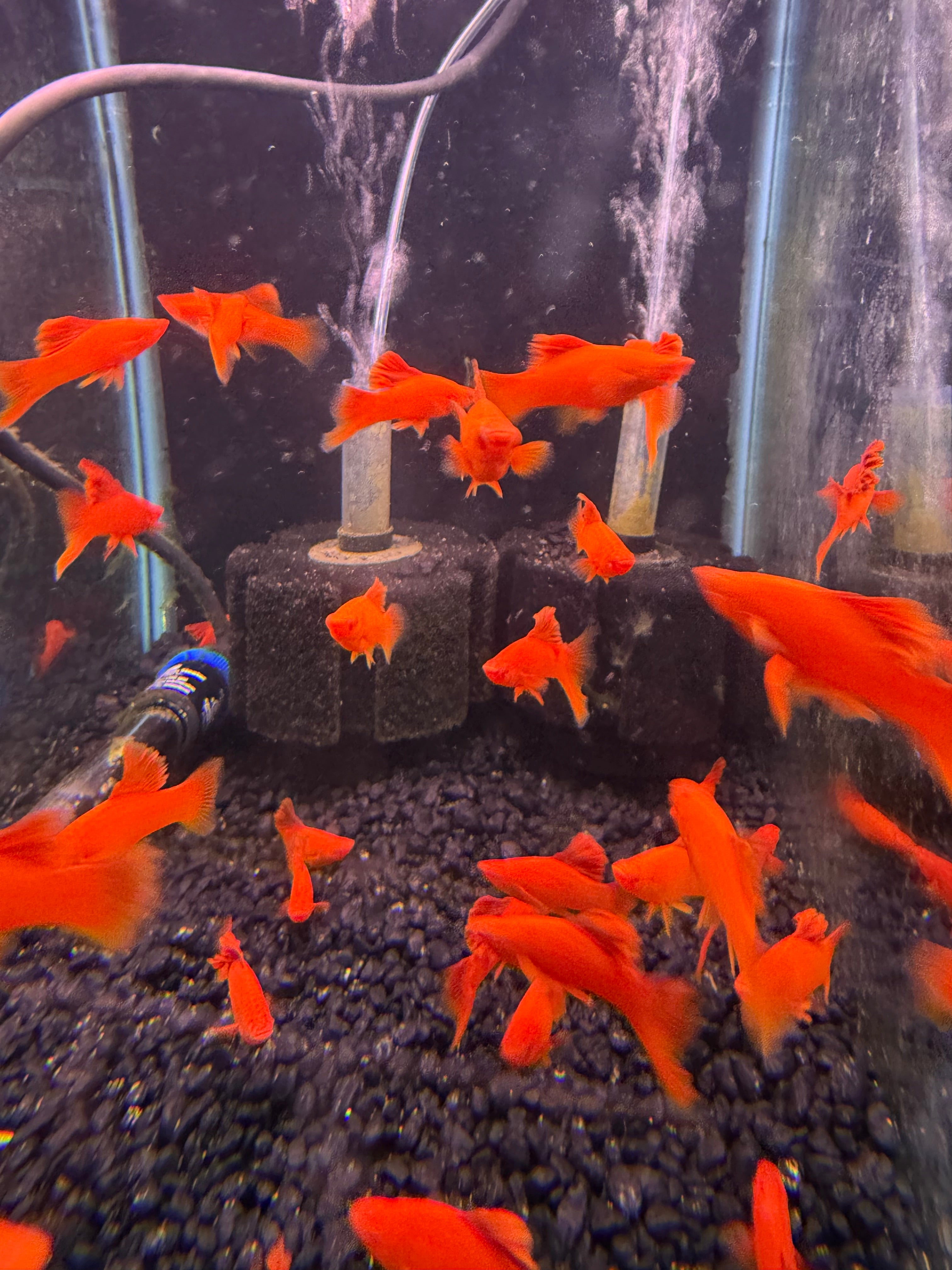 Albino Red Firecracker Cauliflower Swordtail