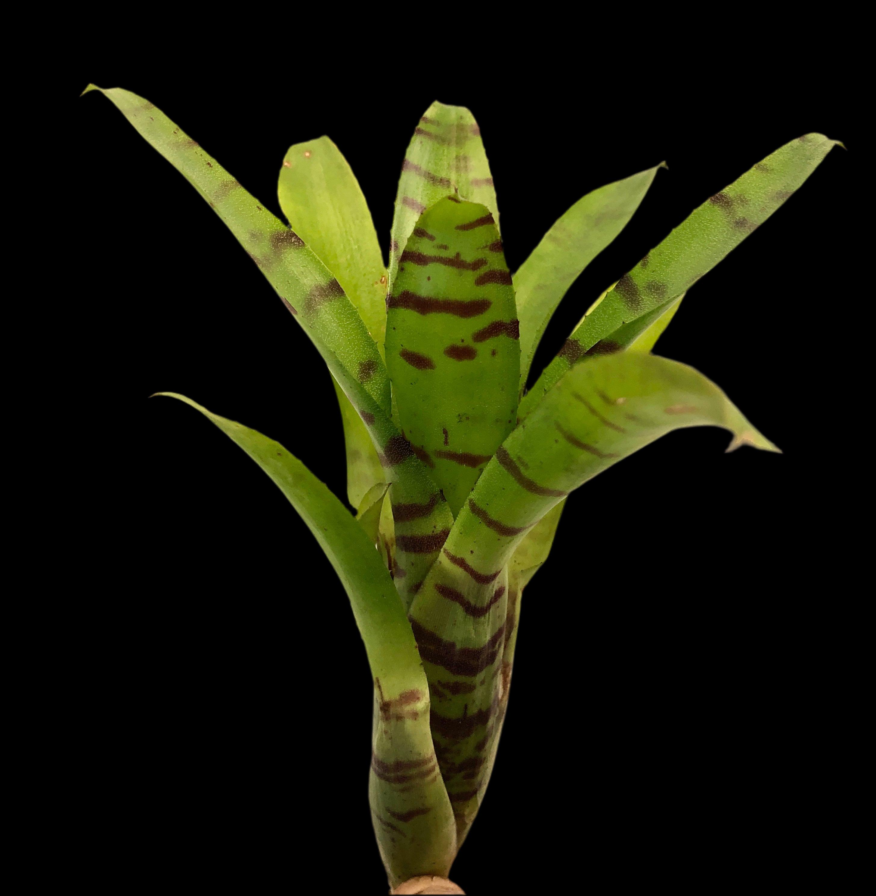 Neoregelia Ignatz