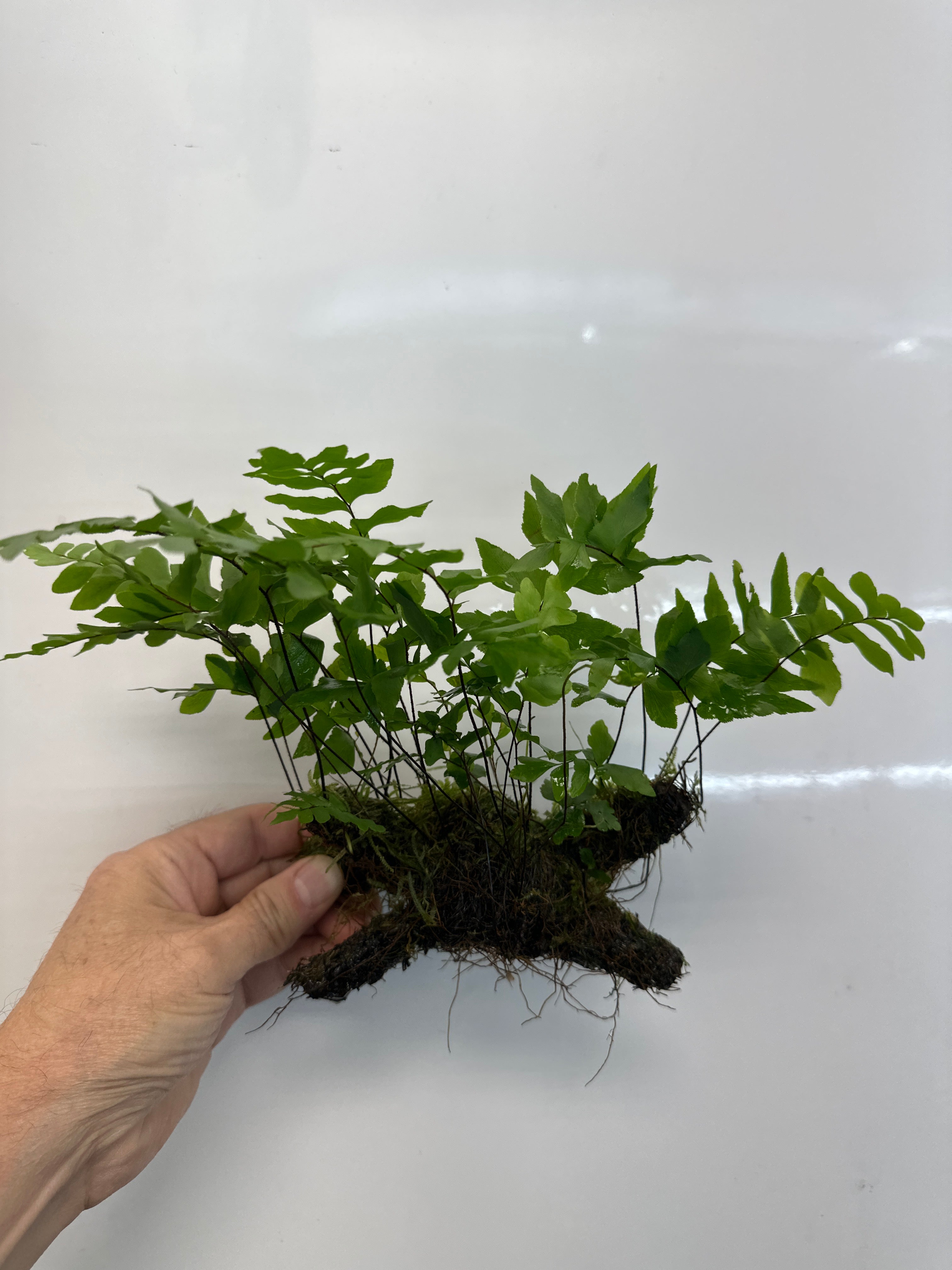 Philippine Maidenhair fern with Weeping Moss