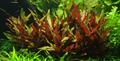 Tropica Alternanthera reineckii 'Pink' XL En pot