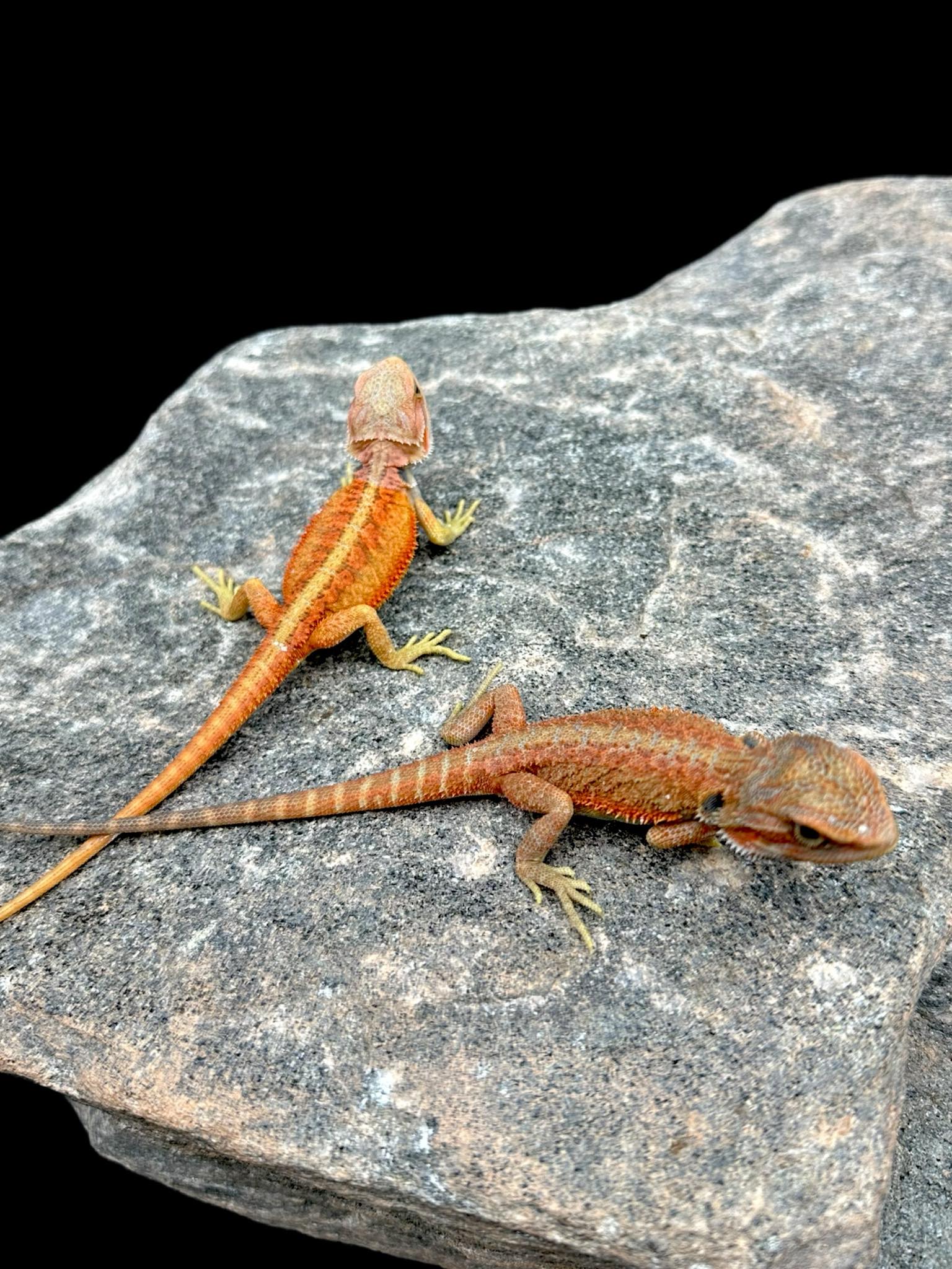 Bearded Dragon (Ultra High Colour)