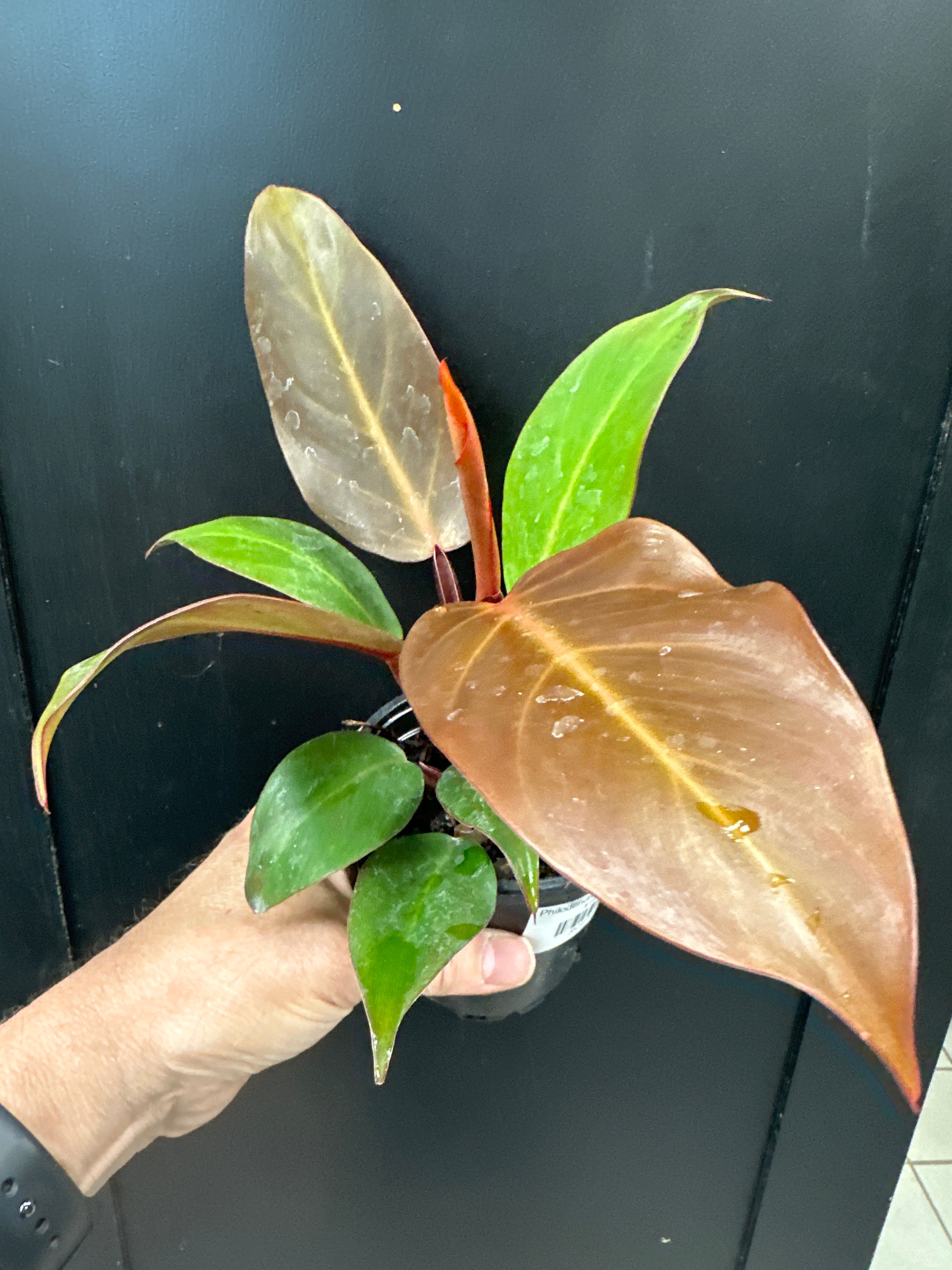 Philodendron Red Cherry