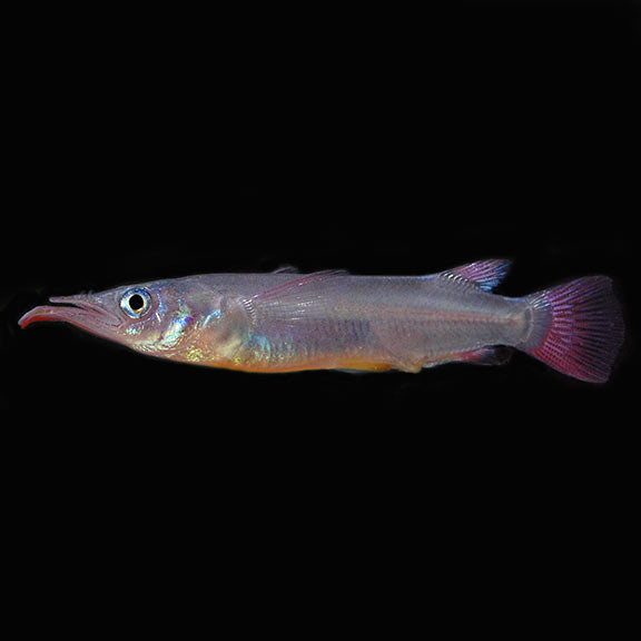 Celebes Red-Fin Halfbeak