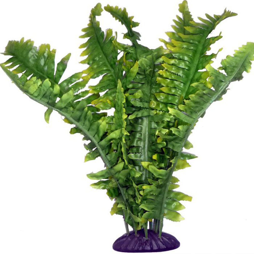 Komodo Boston Fern