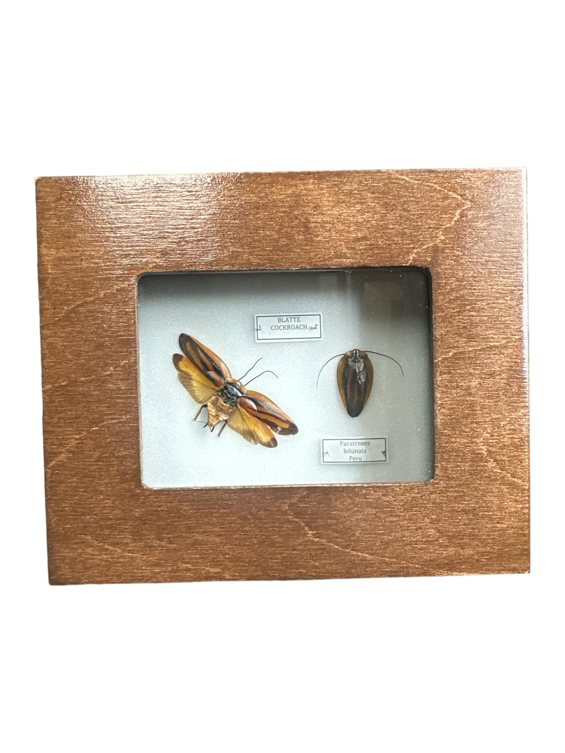 Cloud Forest Cockroach (Paratropes bilunata) - 2x3" Frame