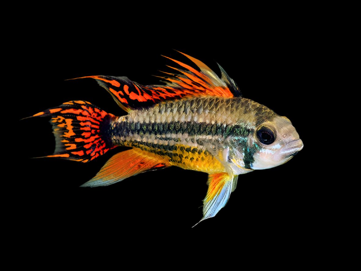 Apistogramma cacatuoides 'Double Red'