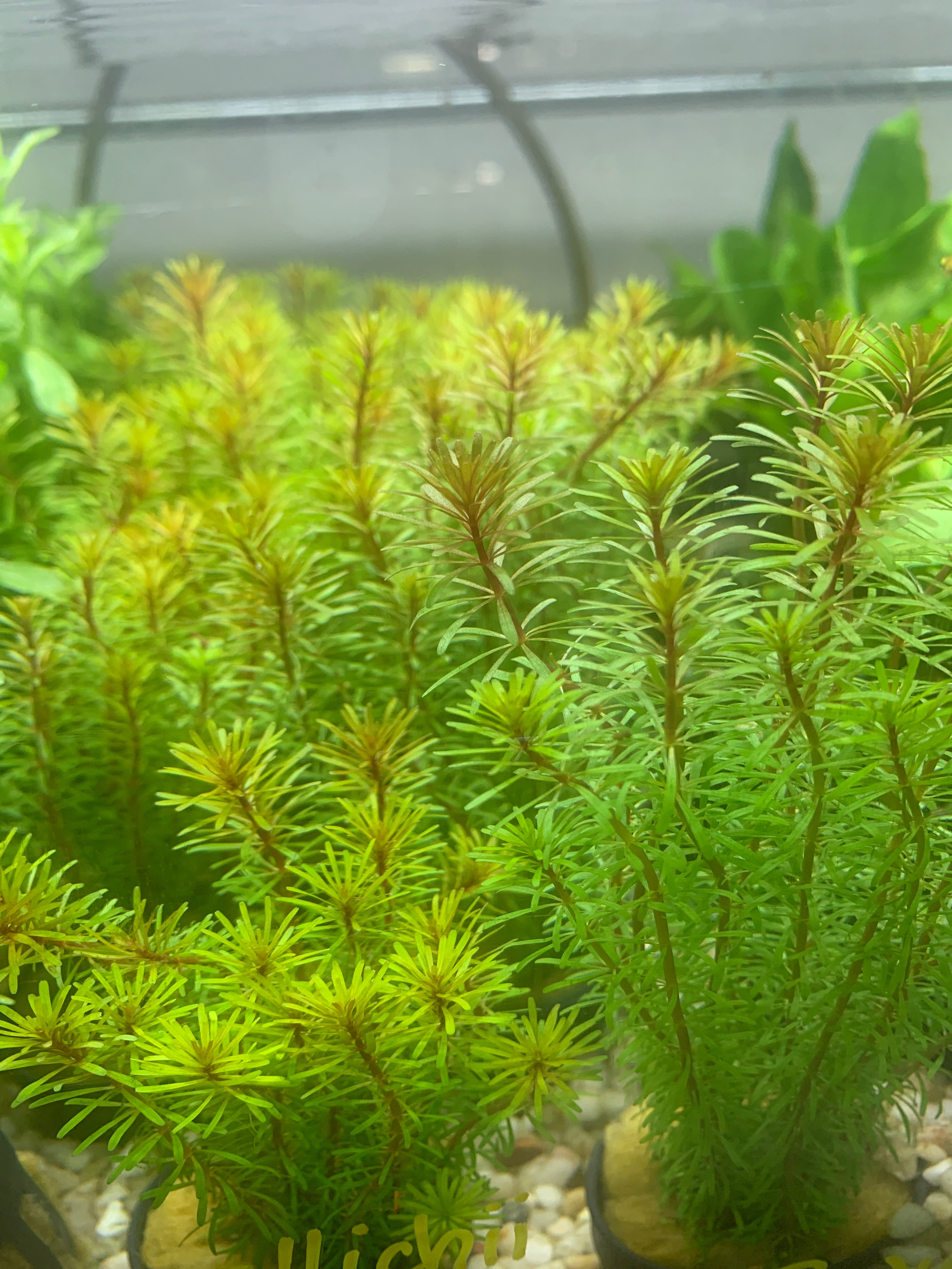 Rotala wallichii - Potted