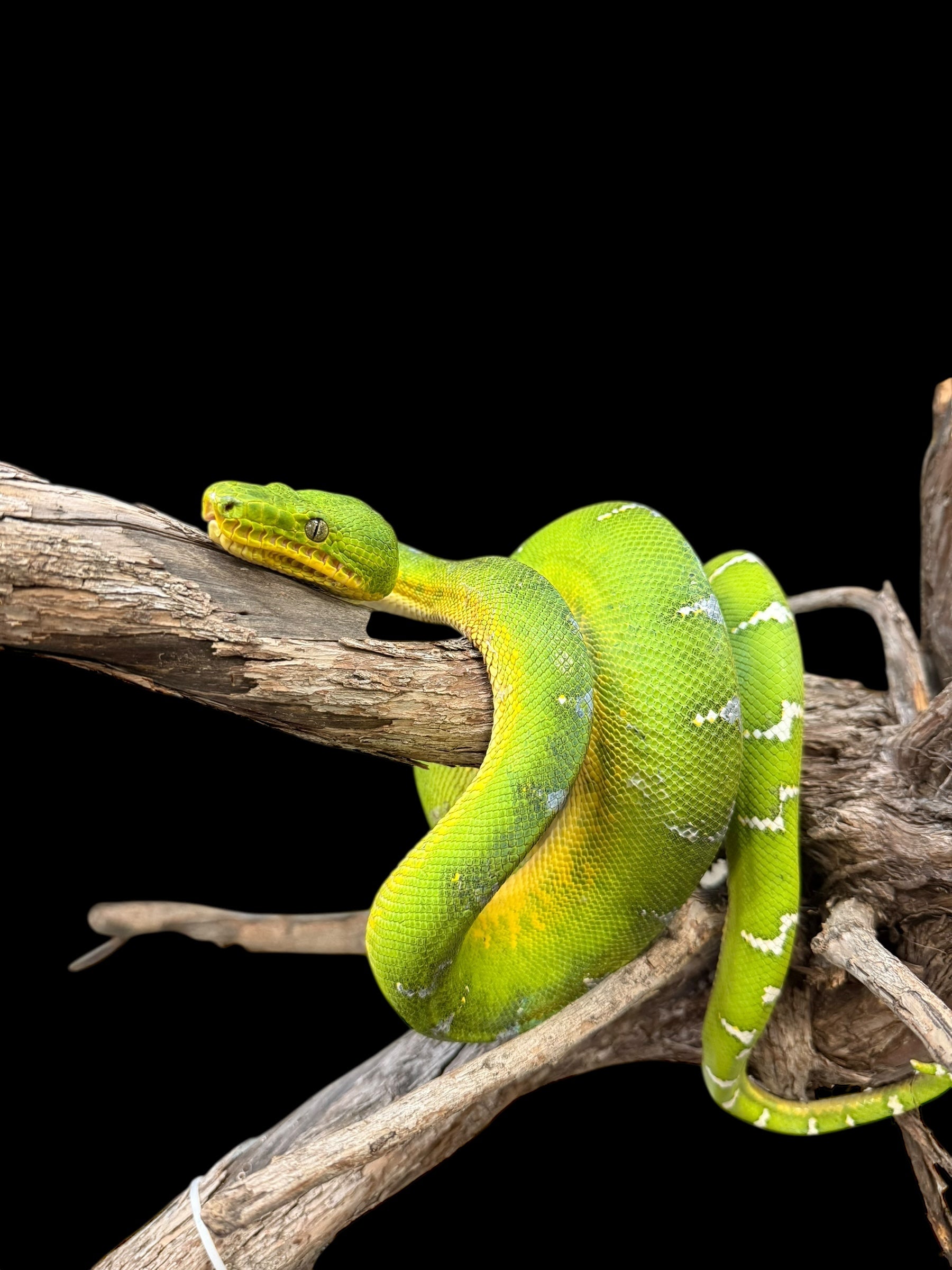 Emerald Tree Boa (Guyana)