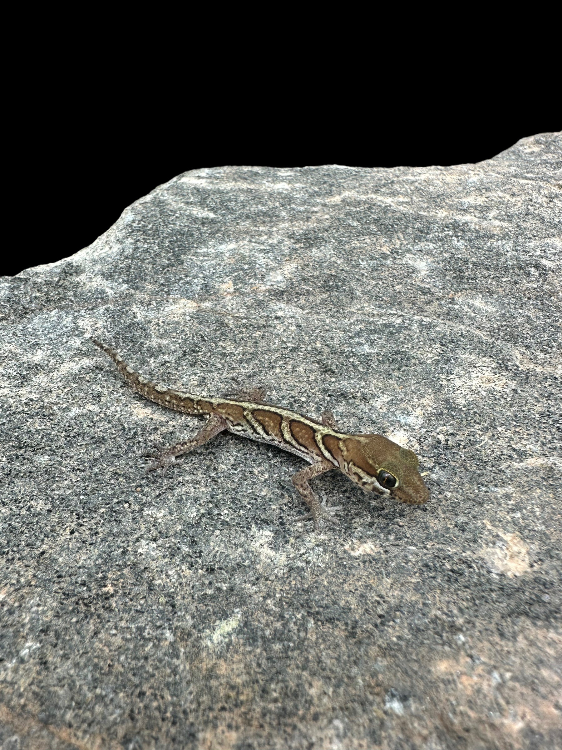 Pictus Gecko (Het Amel) CBB