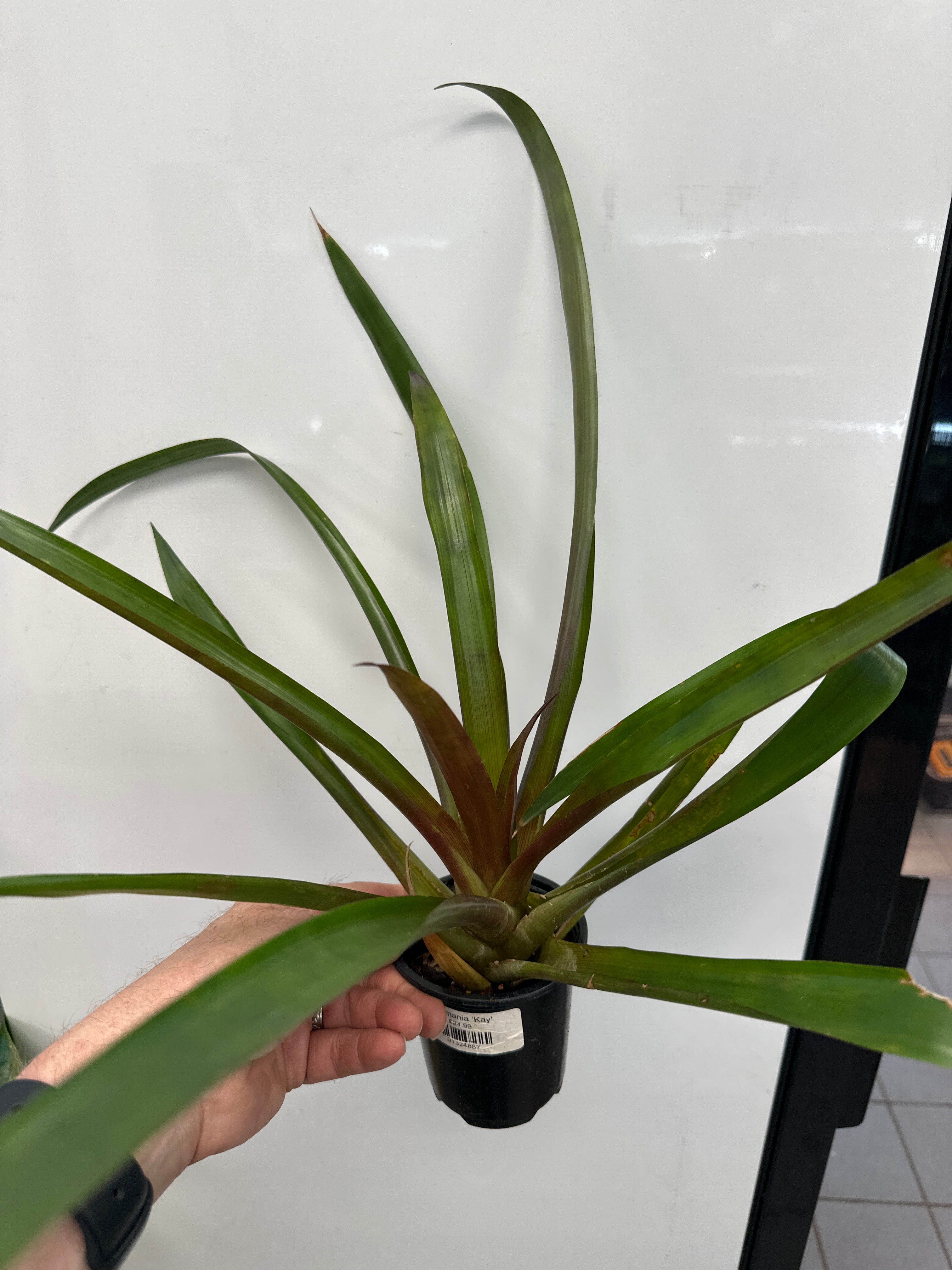 Guzmania ‘Kay'