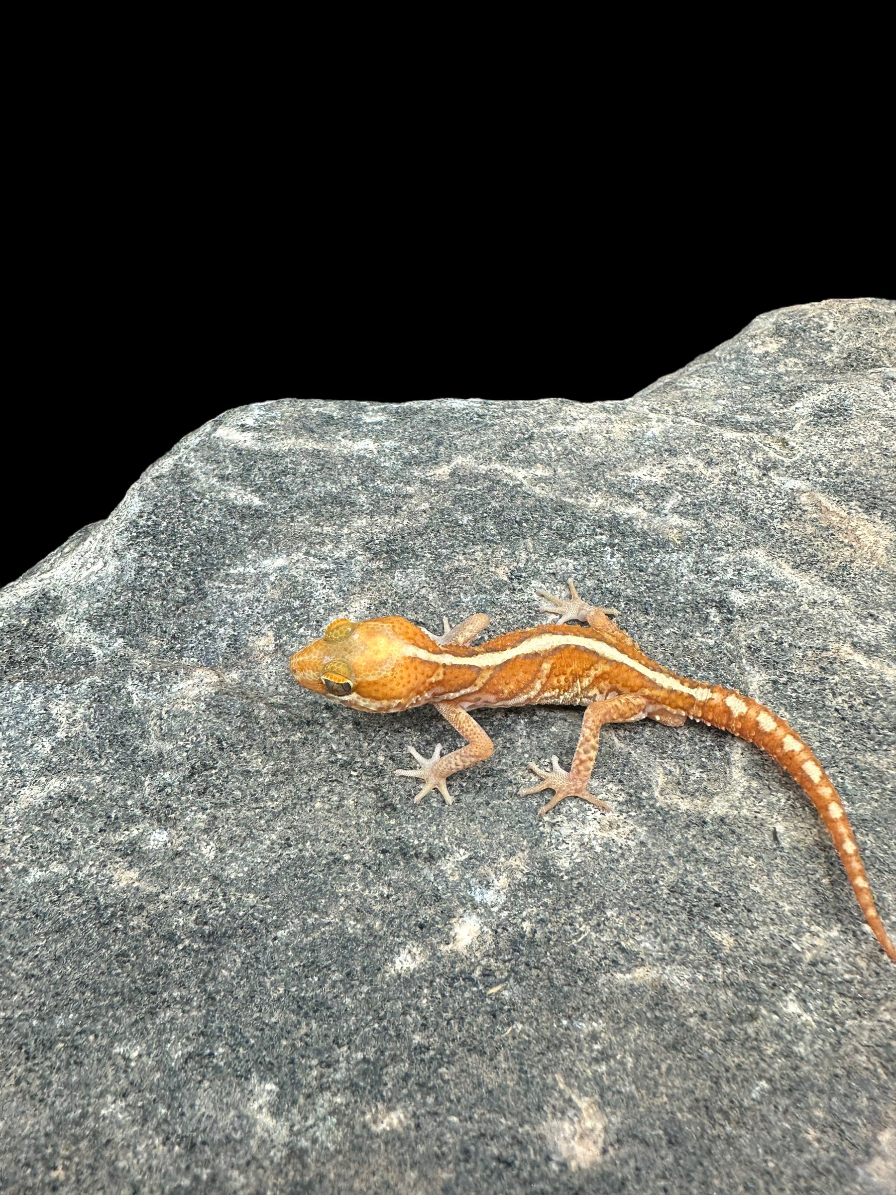 Pictus Gecko (Amel) CBB
