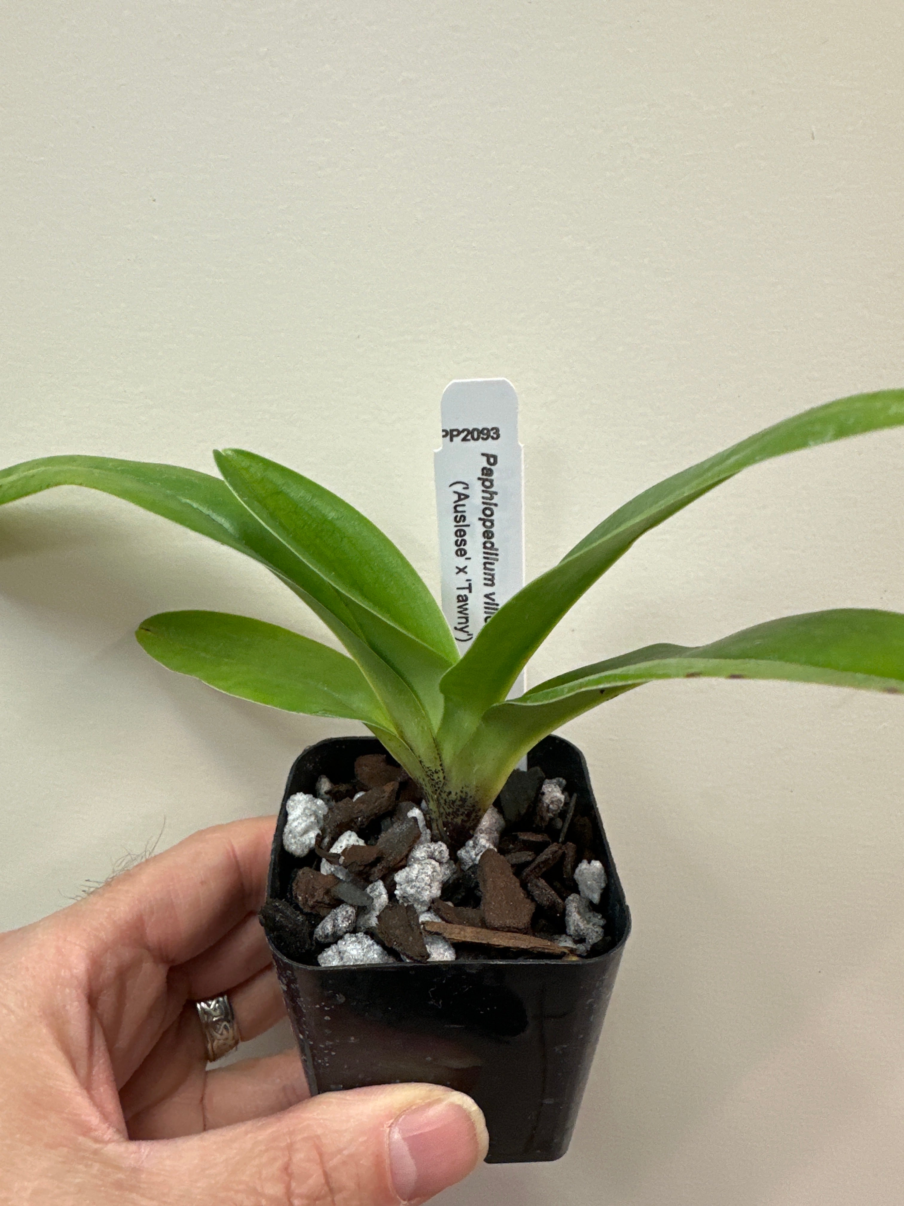 Paphiopedilum villosum