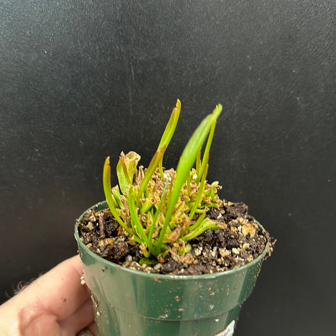 Sarracenia x Barba Green