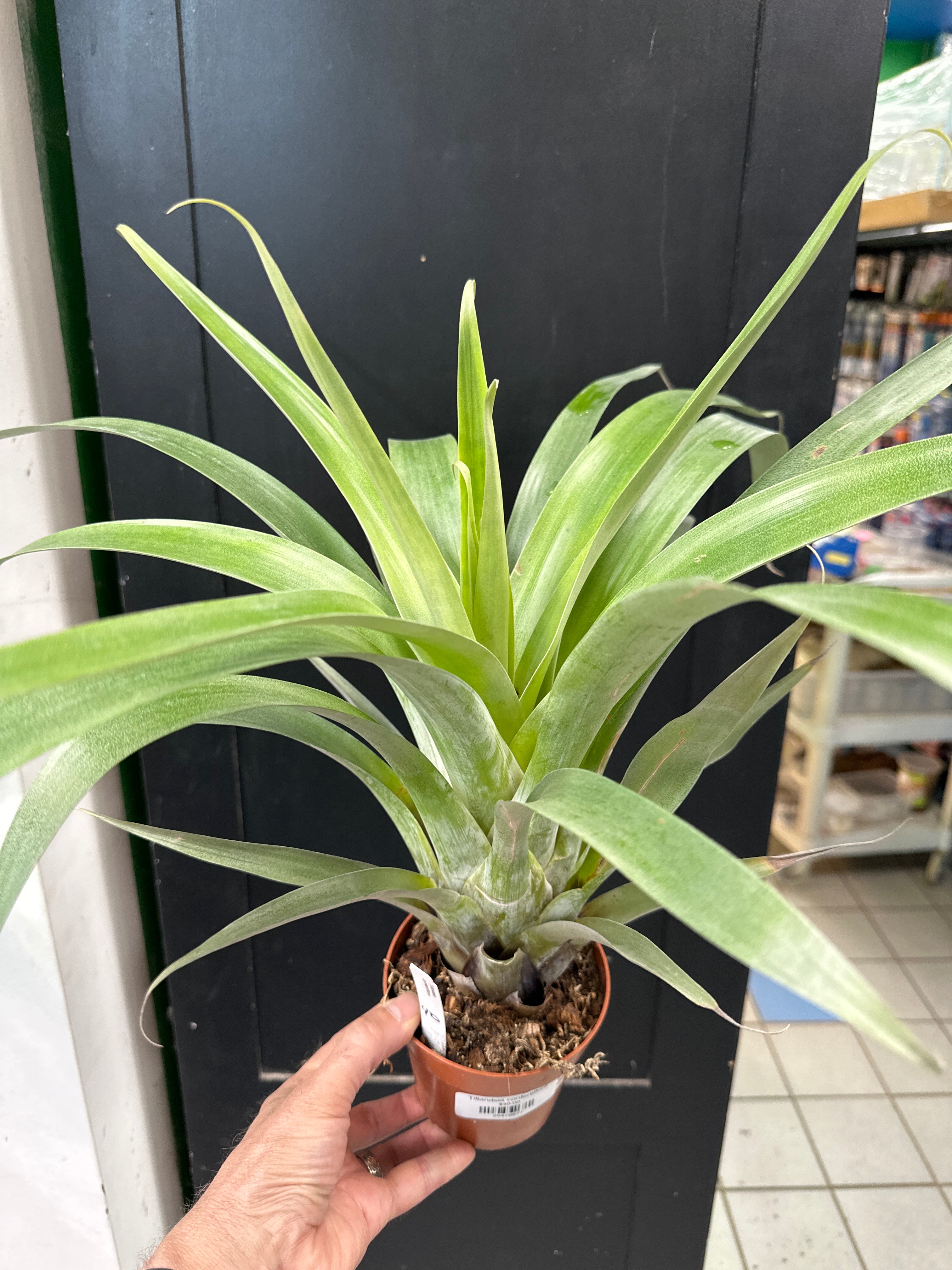 Tillandsia confertiflora