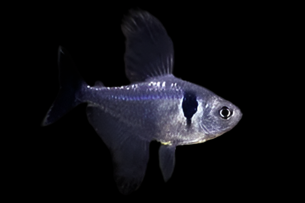 Black Phantom Tetra