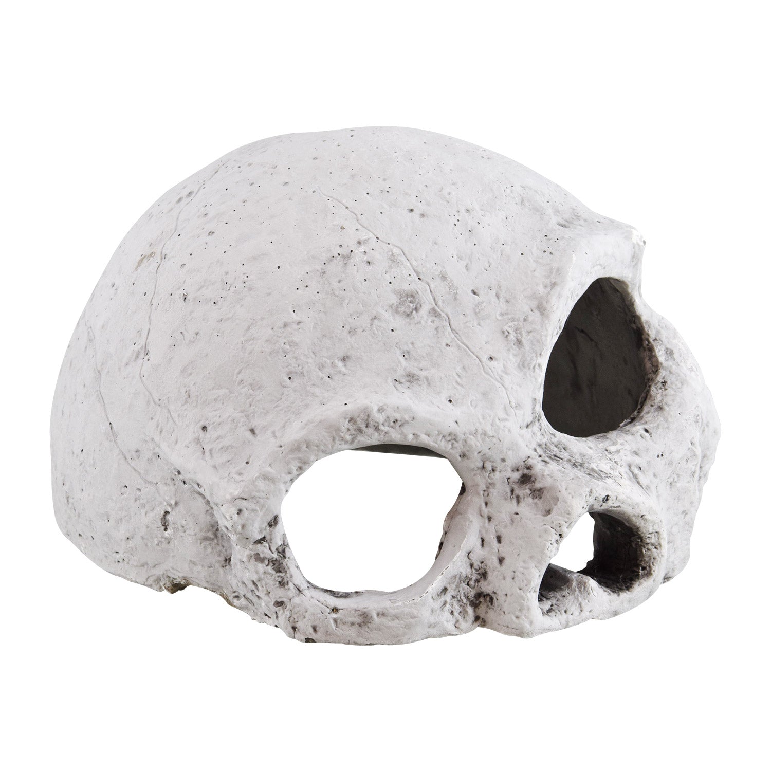 Reptile Treasures Ceramic Skull