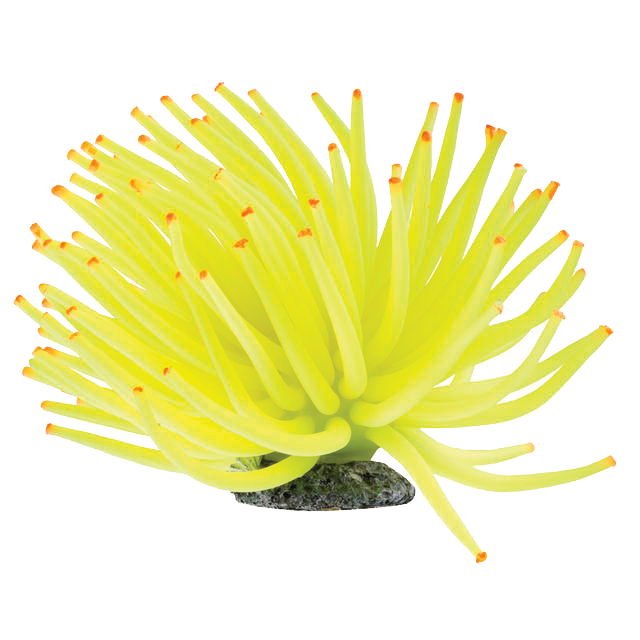 Glofish Yellow Anemone