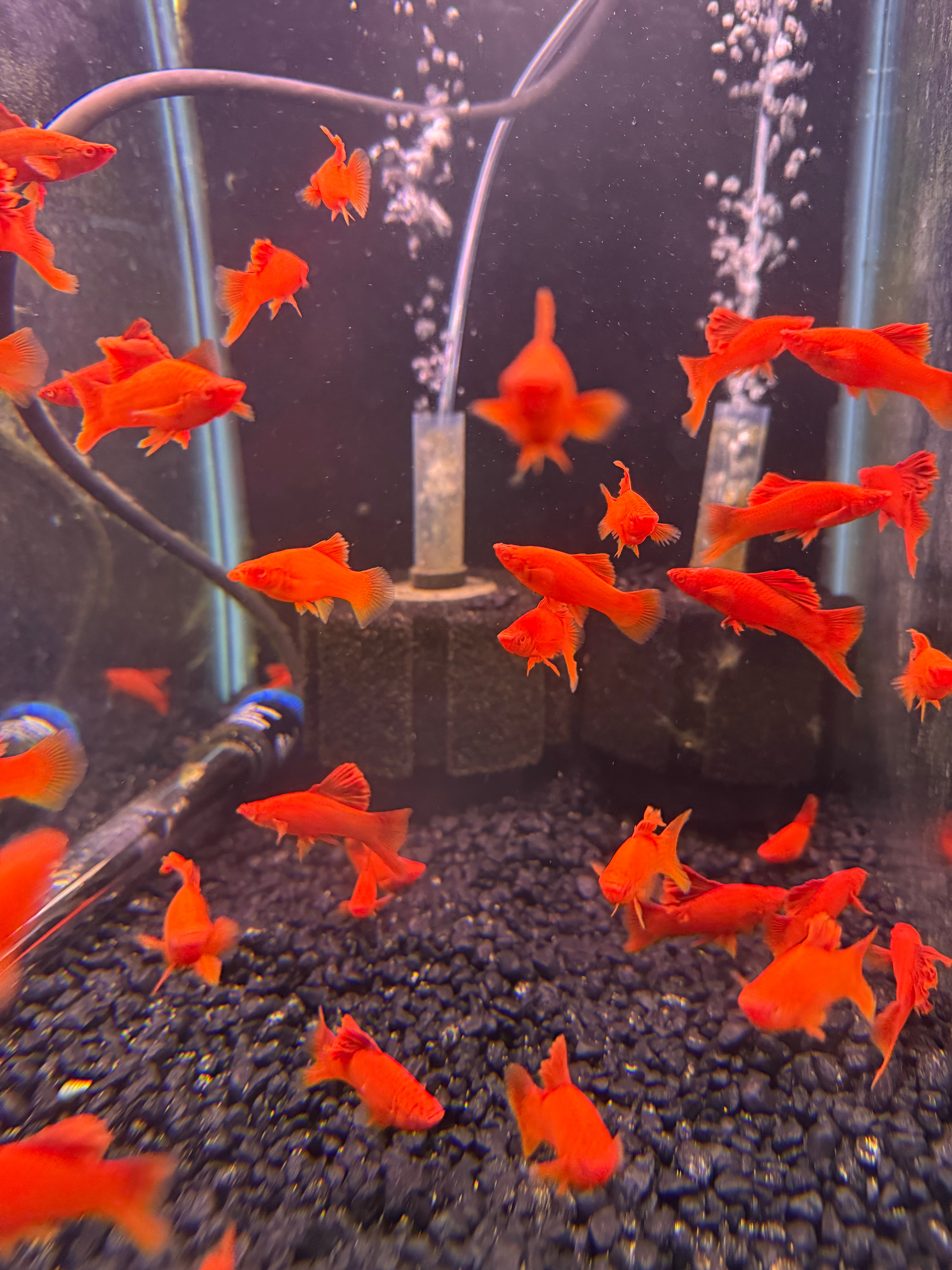 Albino Red Firecracker Cauliflower Swordtail