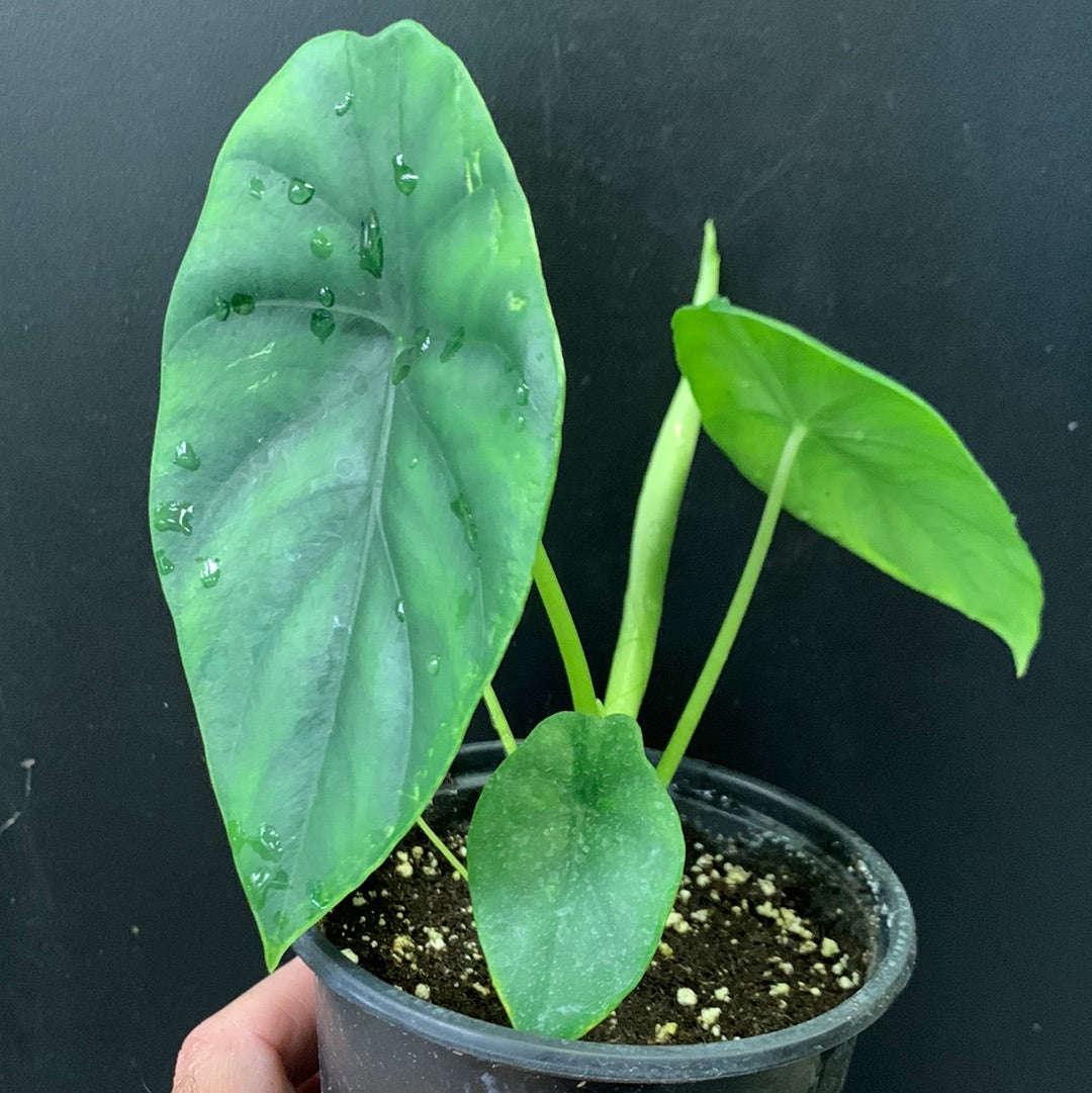 Alocasia Green Shield