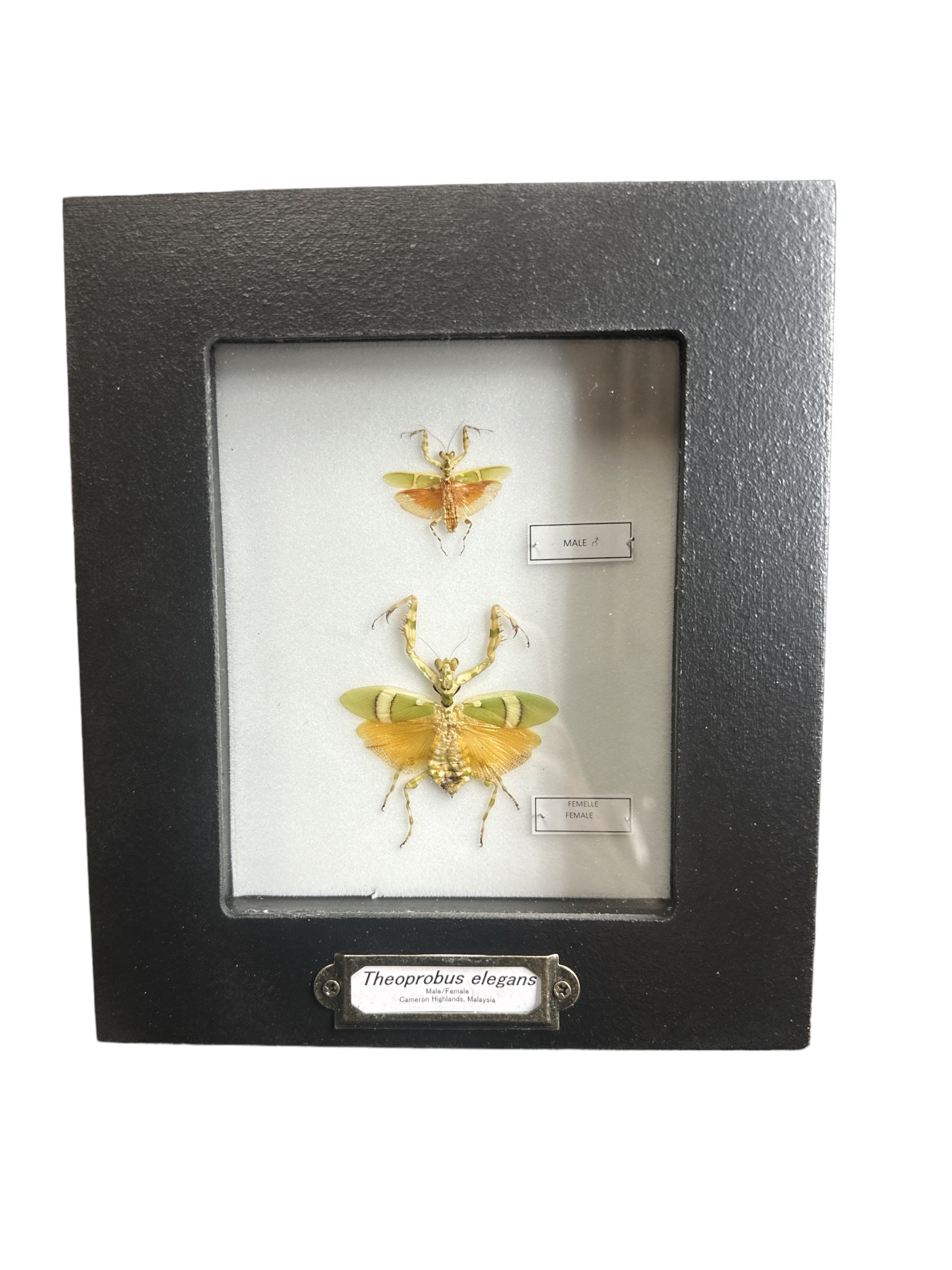 Banded Flower Mantis - Male + Female (Theopropus elegans) - 4x5" Frame
