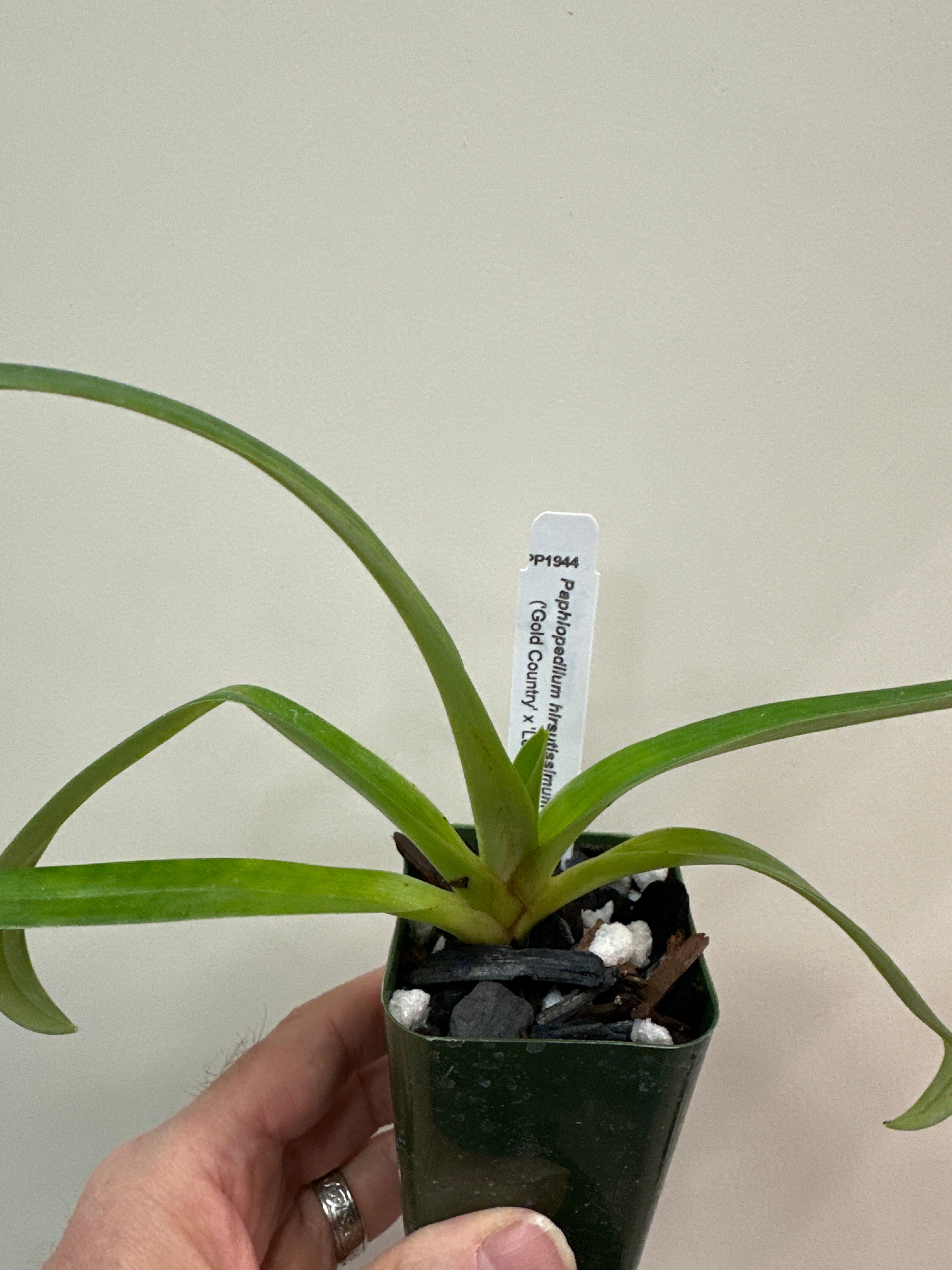 Paphiopedilum esquirolei