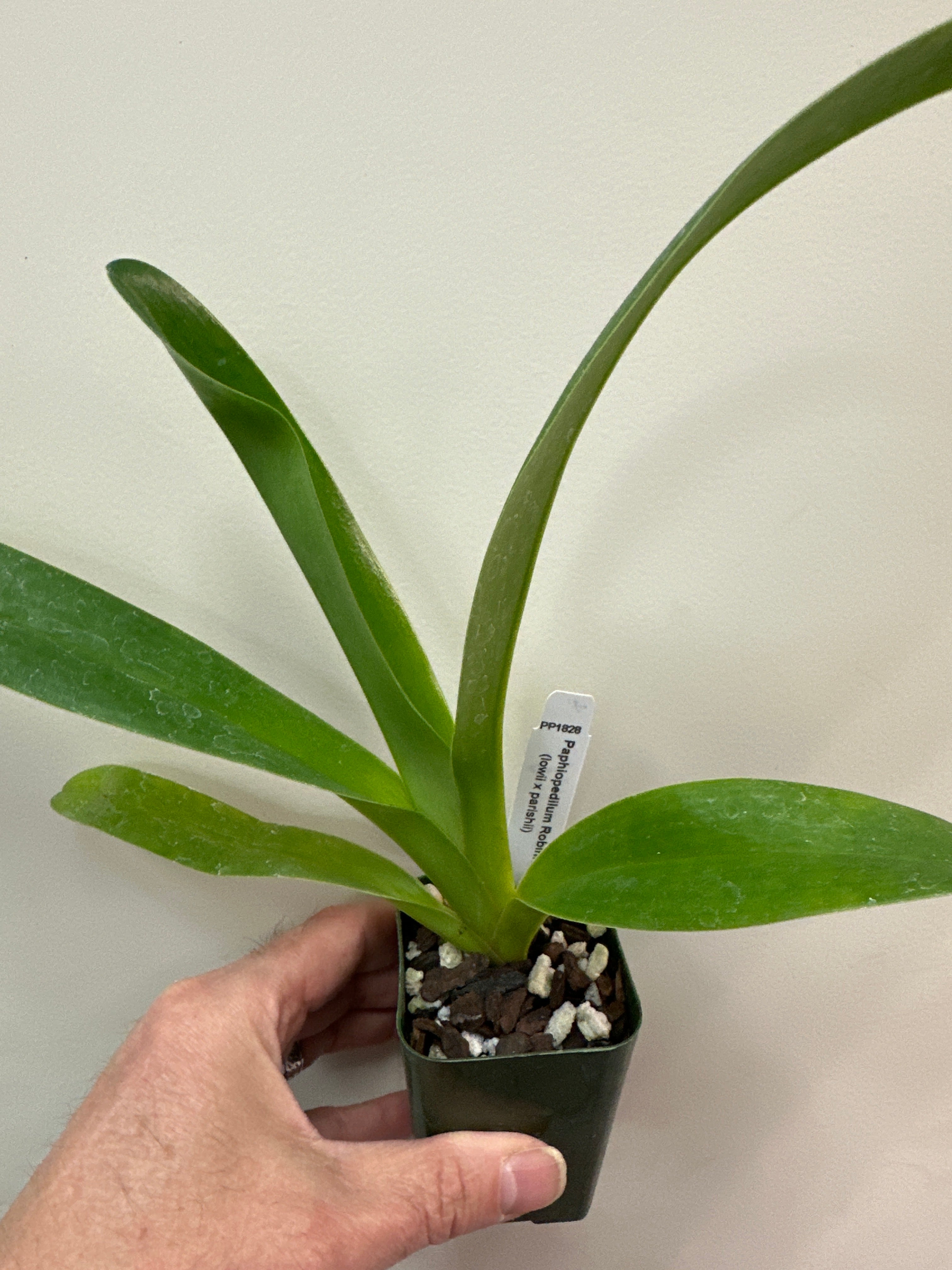 Paphiopedilum Robinianum