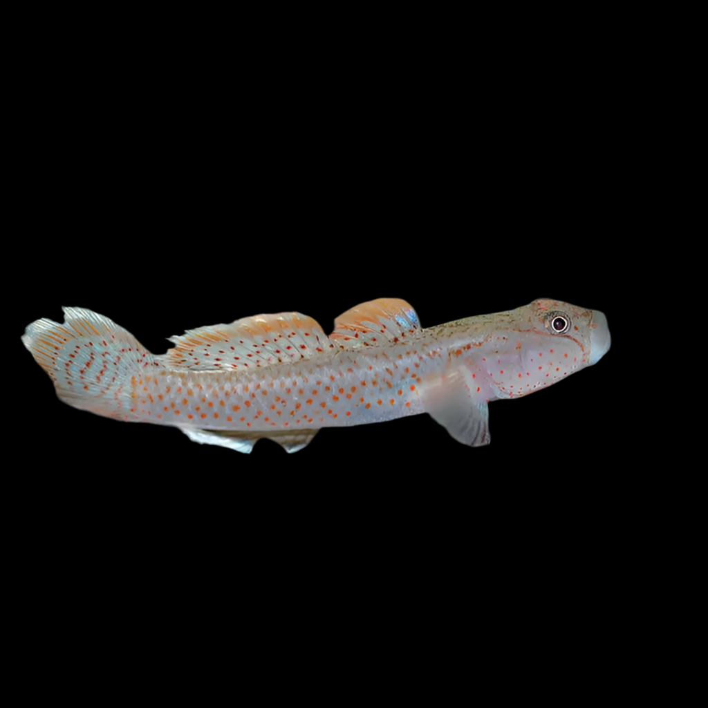 Red-Spotted Goby