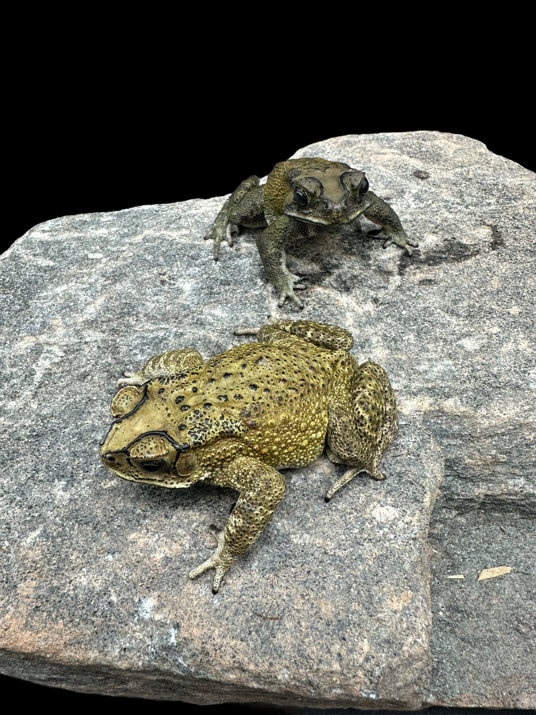 Asian Black Spined Toad