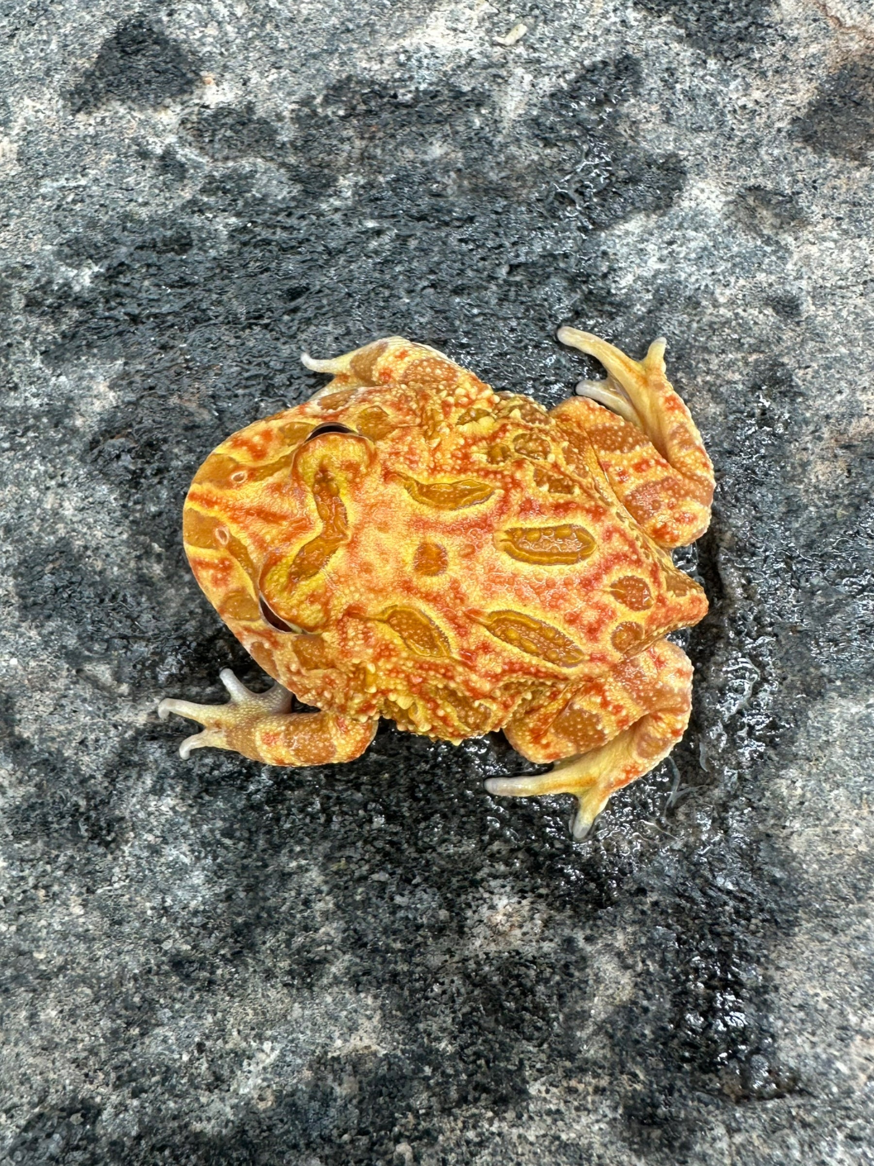 Pacman Frog (Apricot) CBB