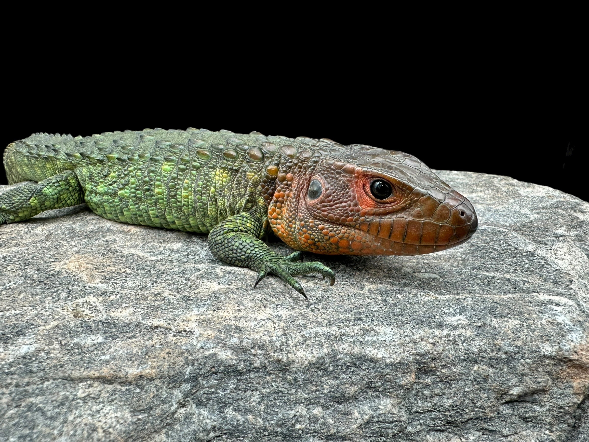 Reptile - Livestock/All Lizards/Other Lizards