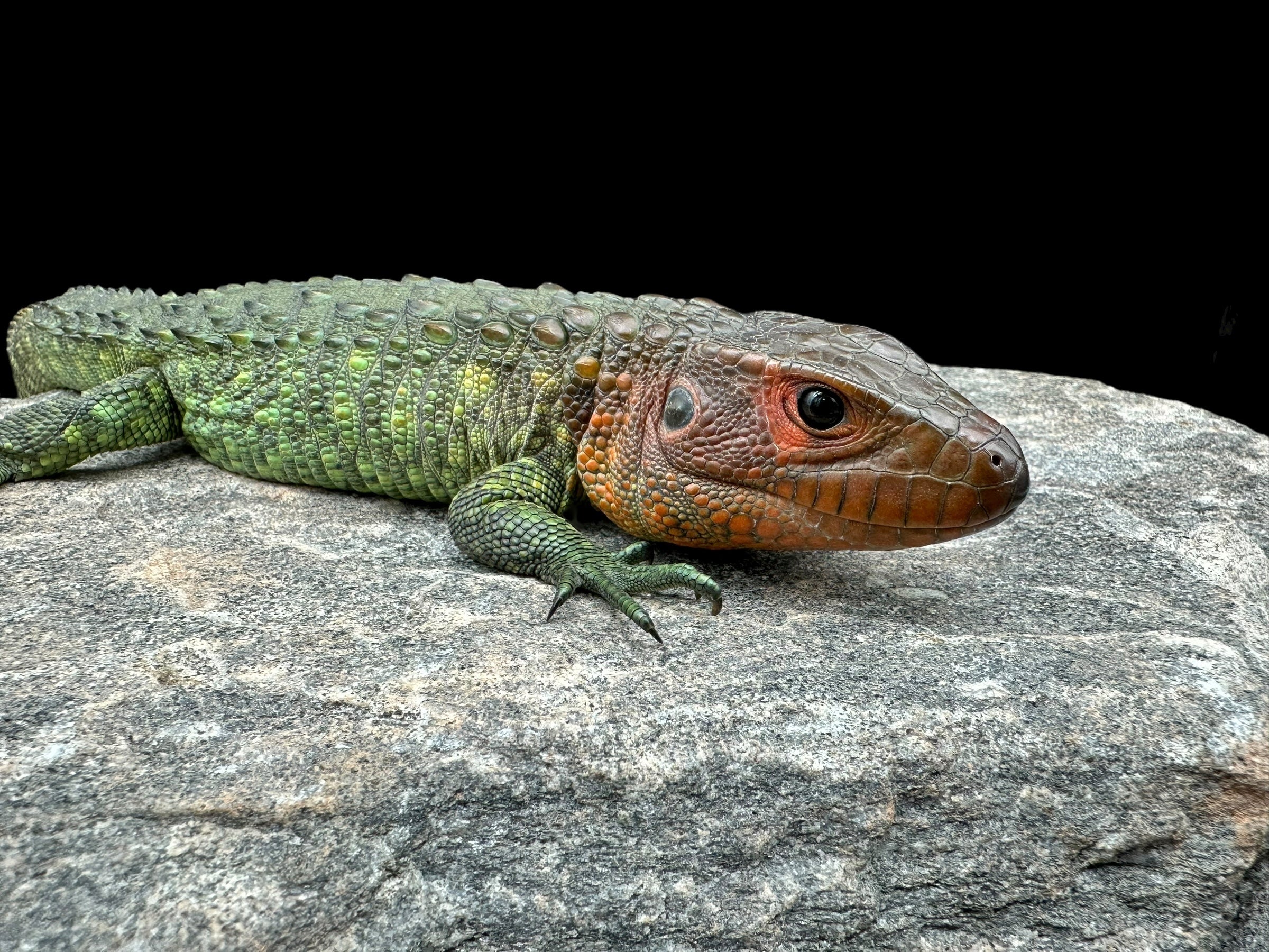 Caiman Lizard